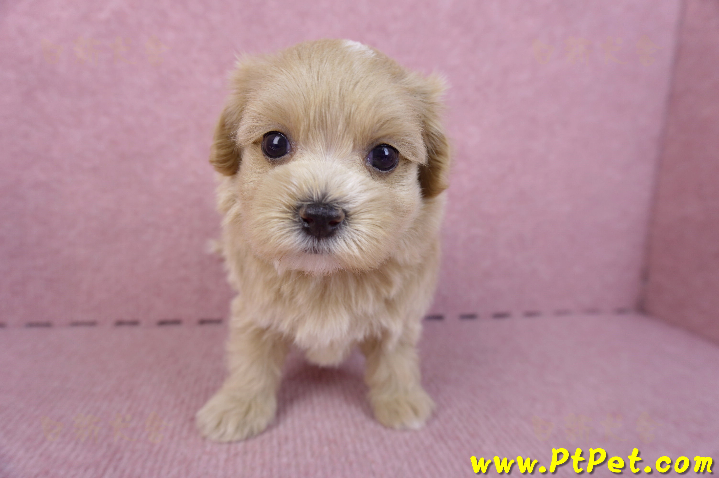 10/18馬爾泰迪母幼犬2號