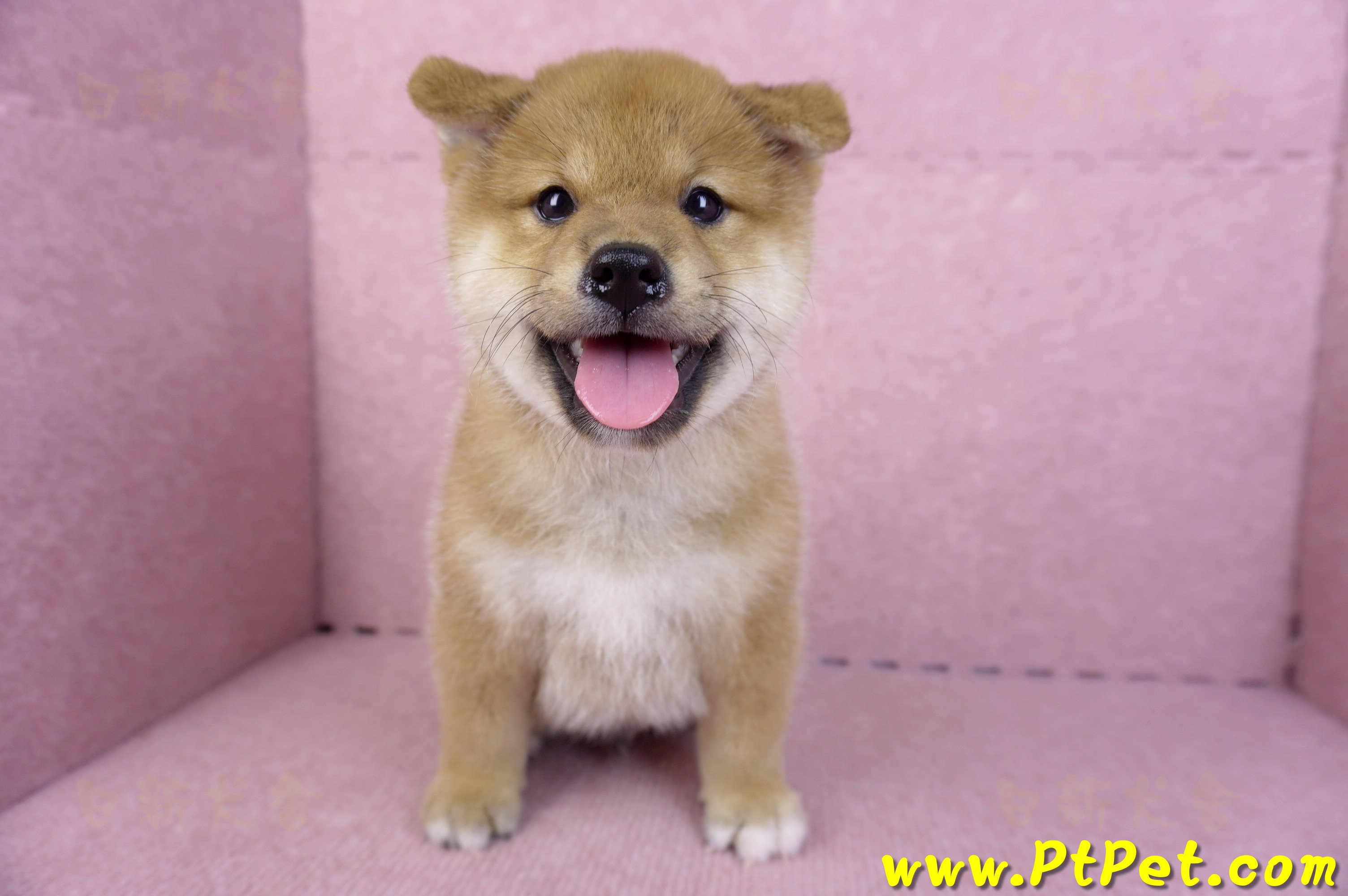 10/15赤色柴犬公幼犬(高雄前金)