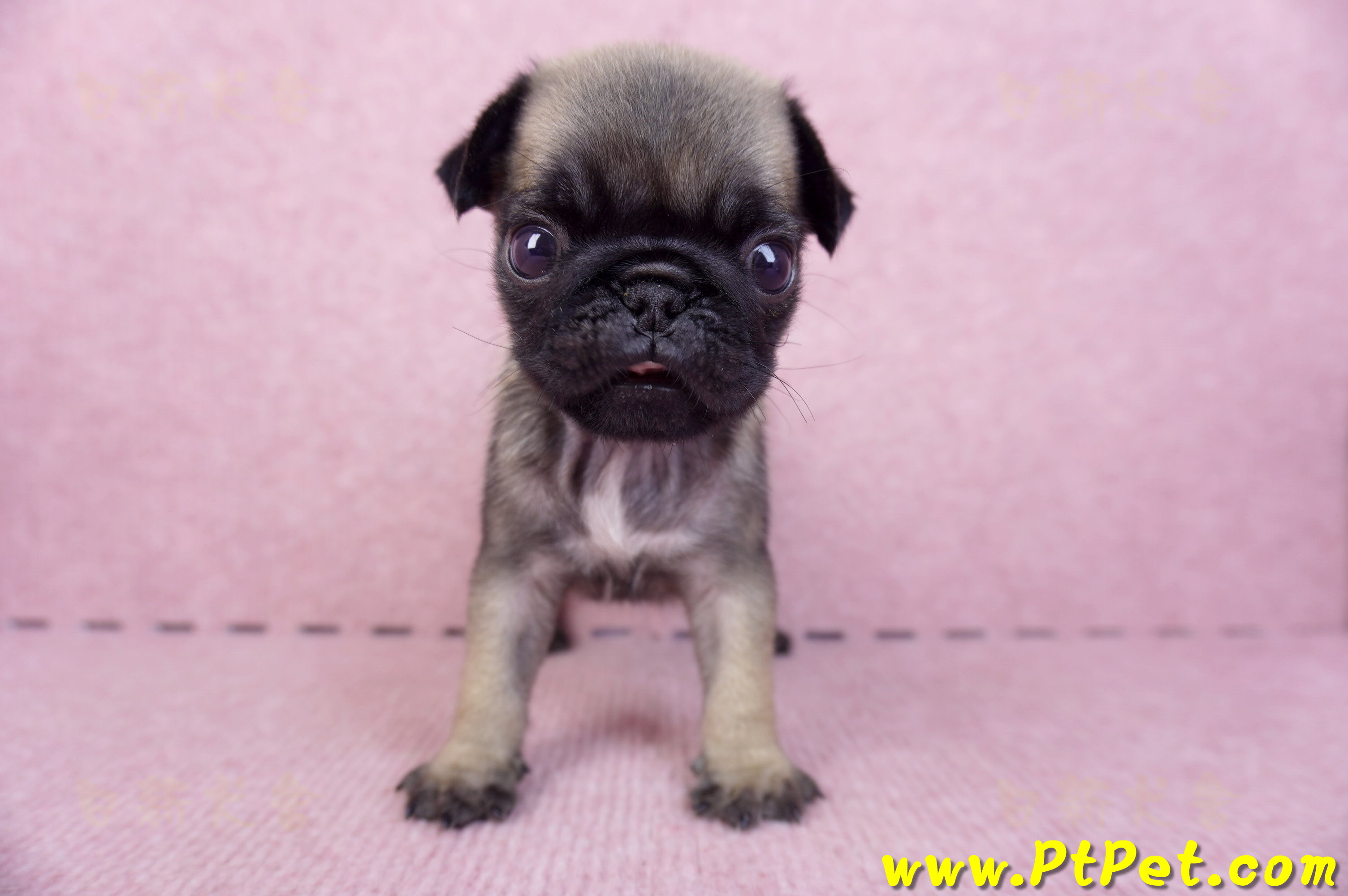 09/08巴哥母幼犬2號(桃園楊梅)