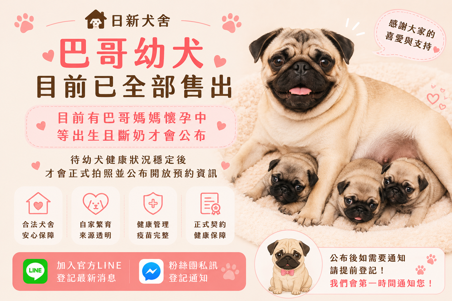 巴哥-日新犬舍 巴哥-日新犬舍