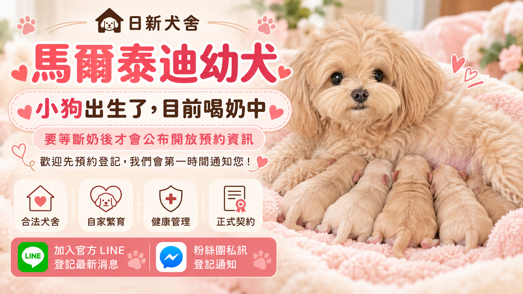 奶油白喝奶中