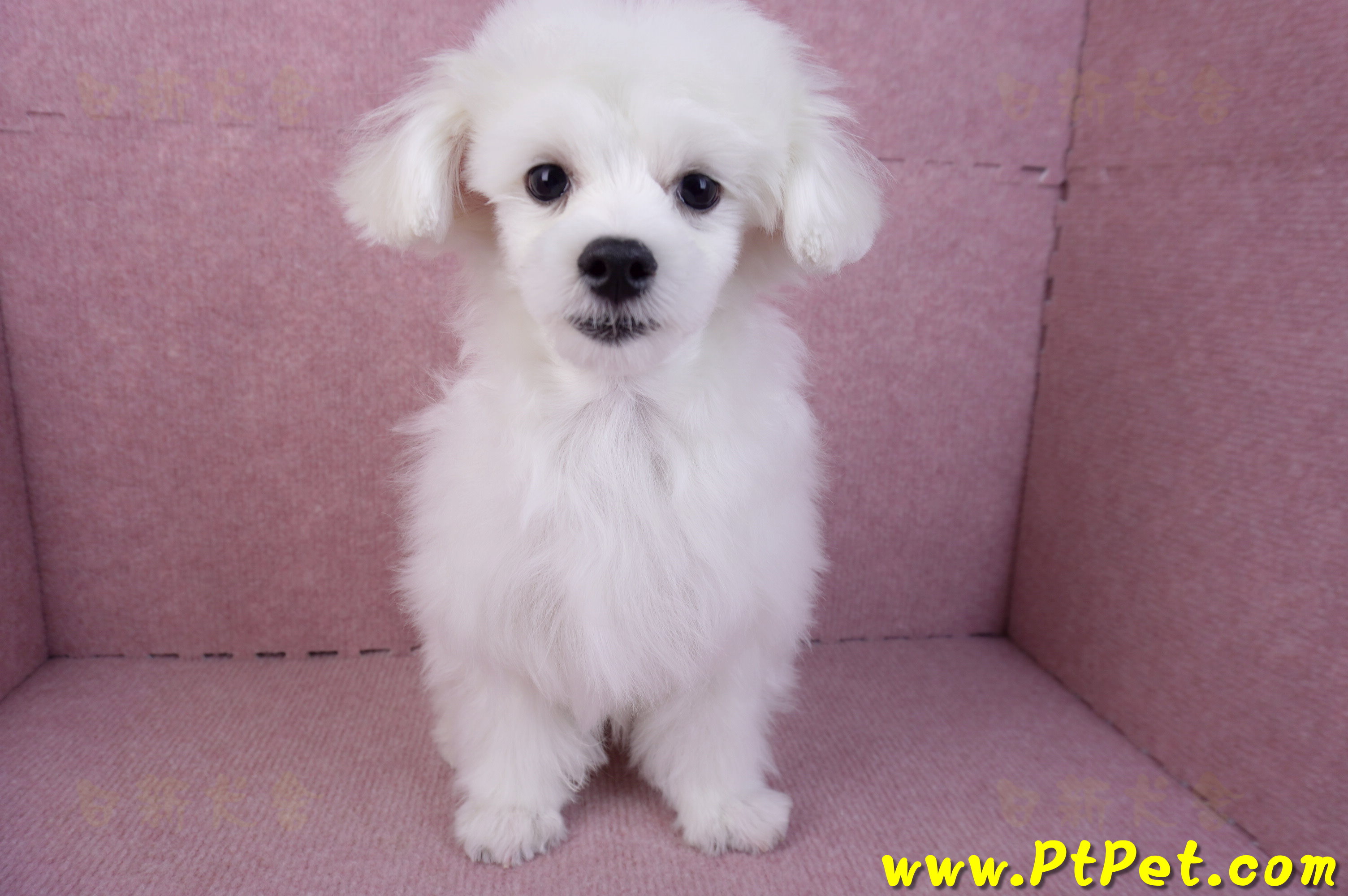 08/11馬爾濟斯公幼犬