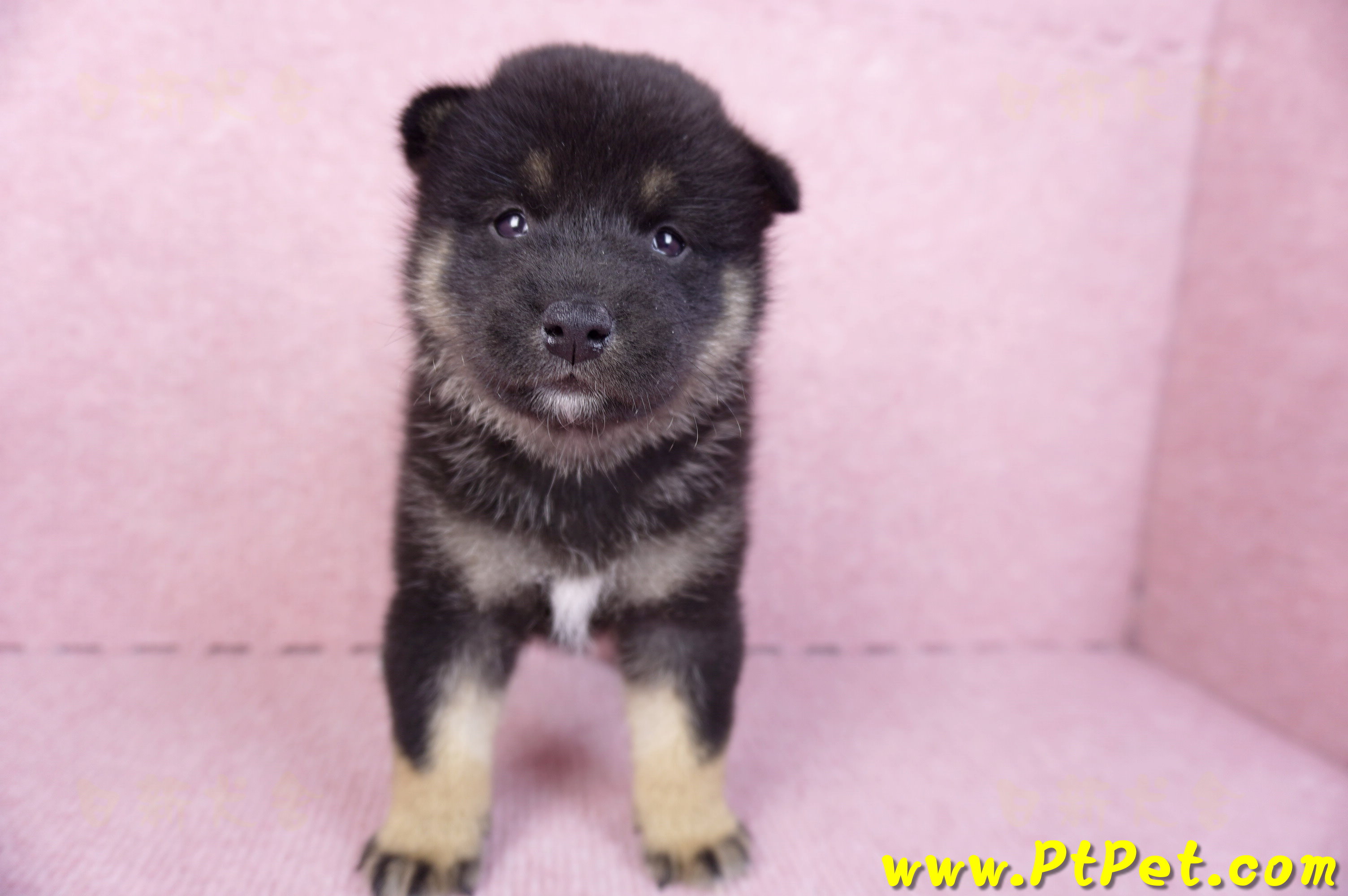 10/15黑色柴犬公幼犬2號(屏東九如)