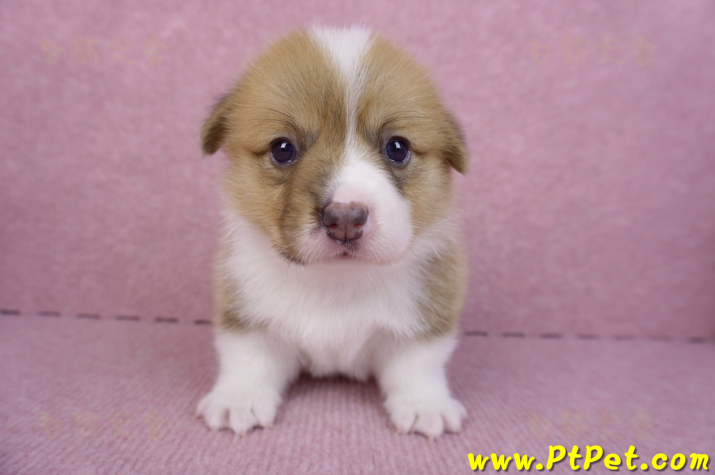 10/10雙色柯基犬母幼犬3號