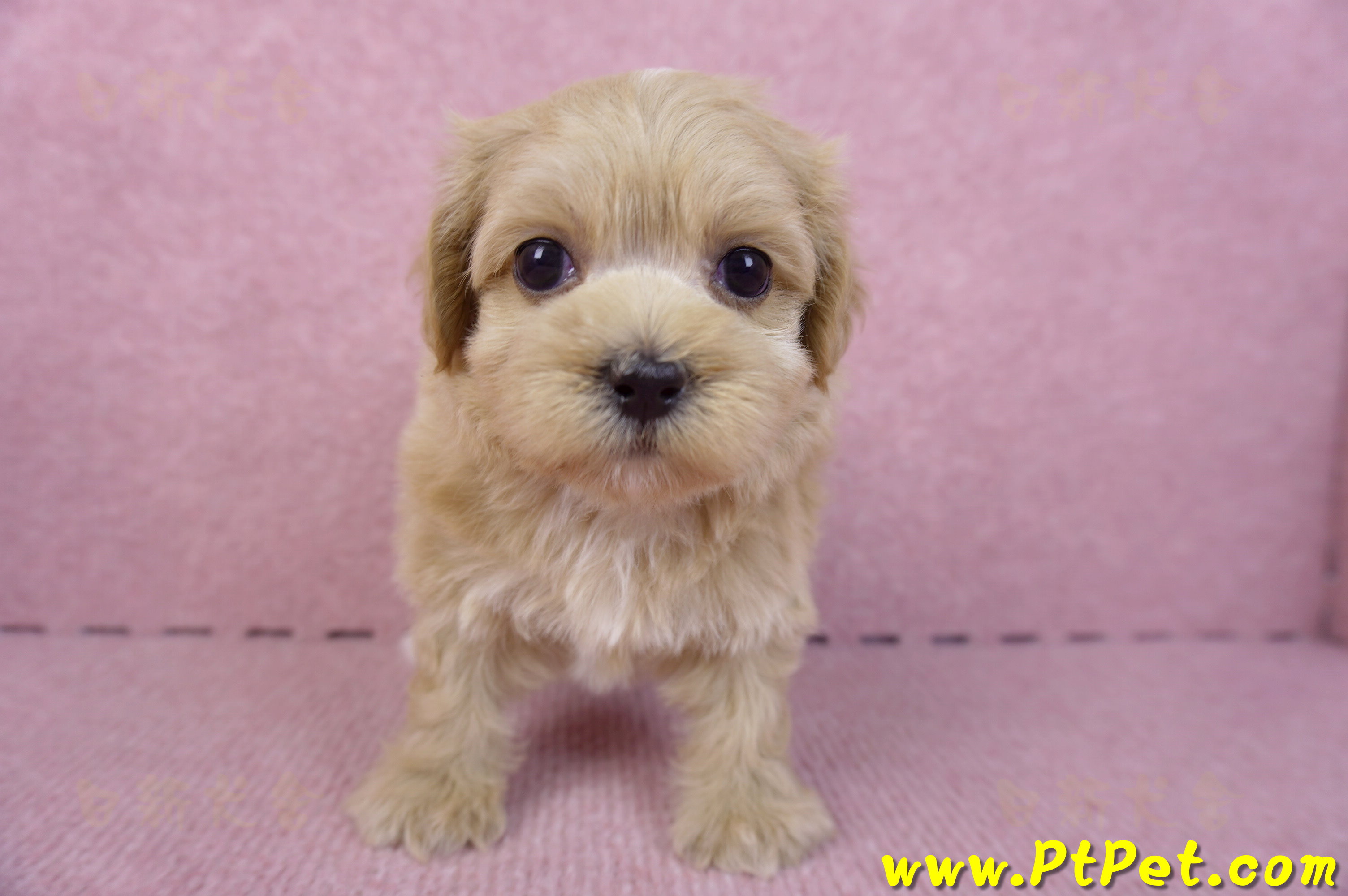 10/18馬爾泰迪母幼犬3號