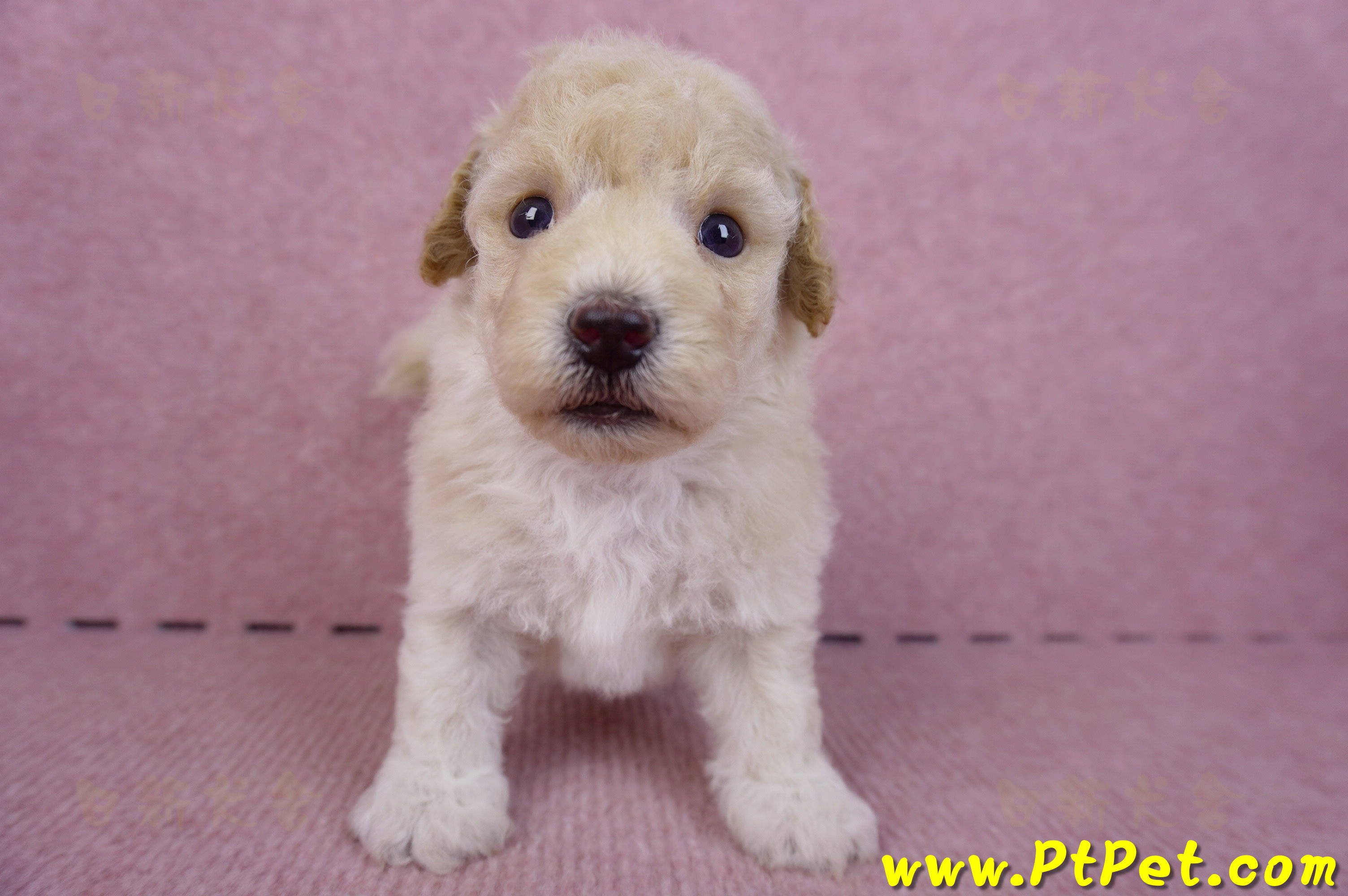 09/23泰迪比熊公幼犬1號(高雄鳳山)