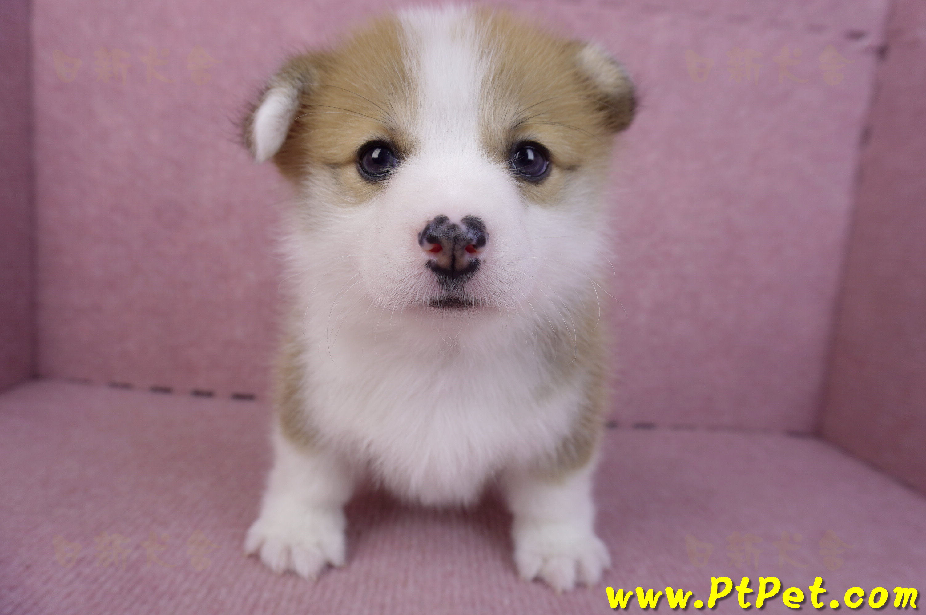 11/30雙色柯基犬公幼犬3號