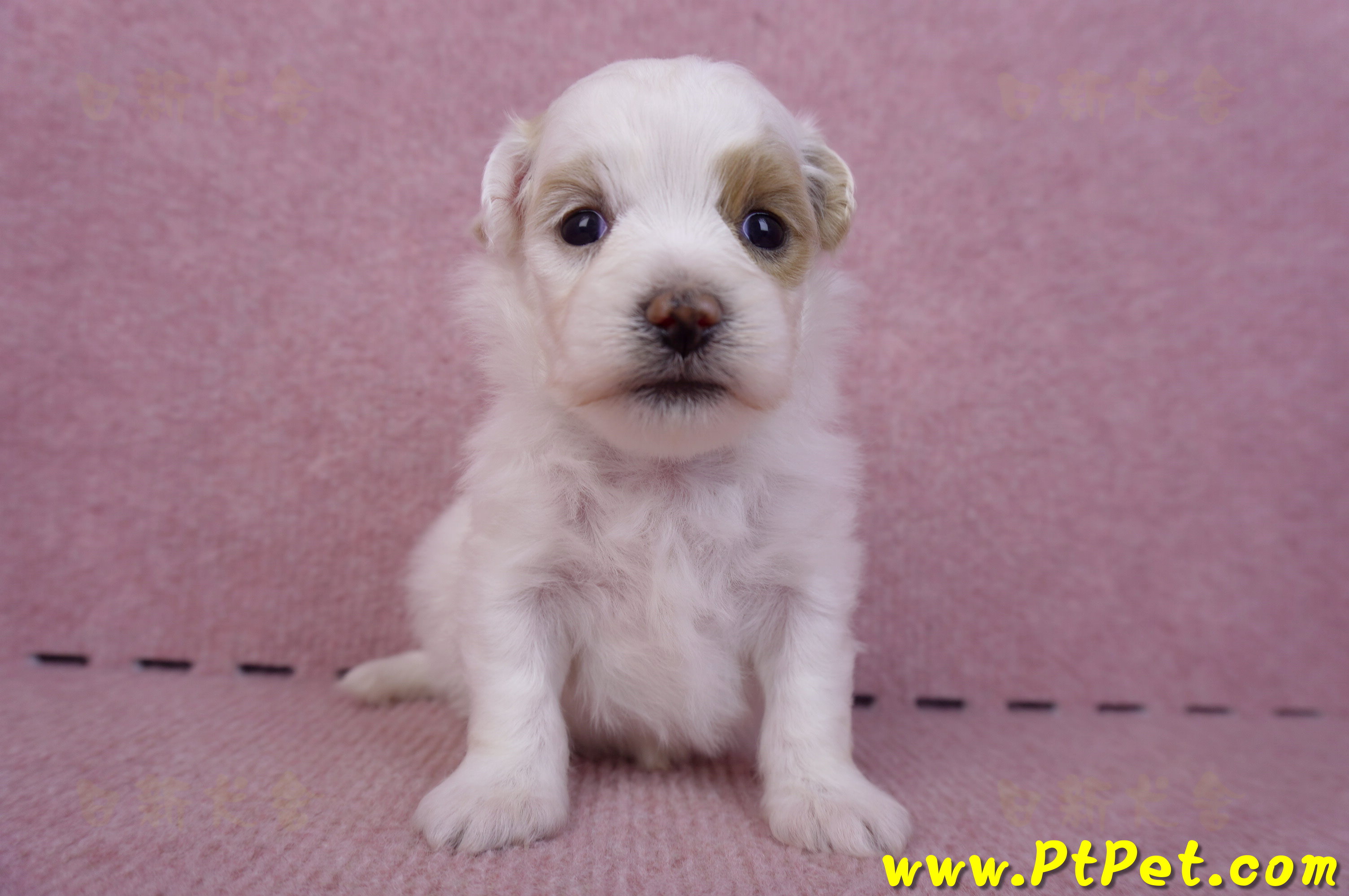 09/27馬爾泰迪母幼犬1號(台中豐原)