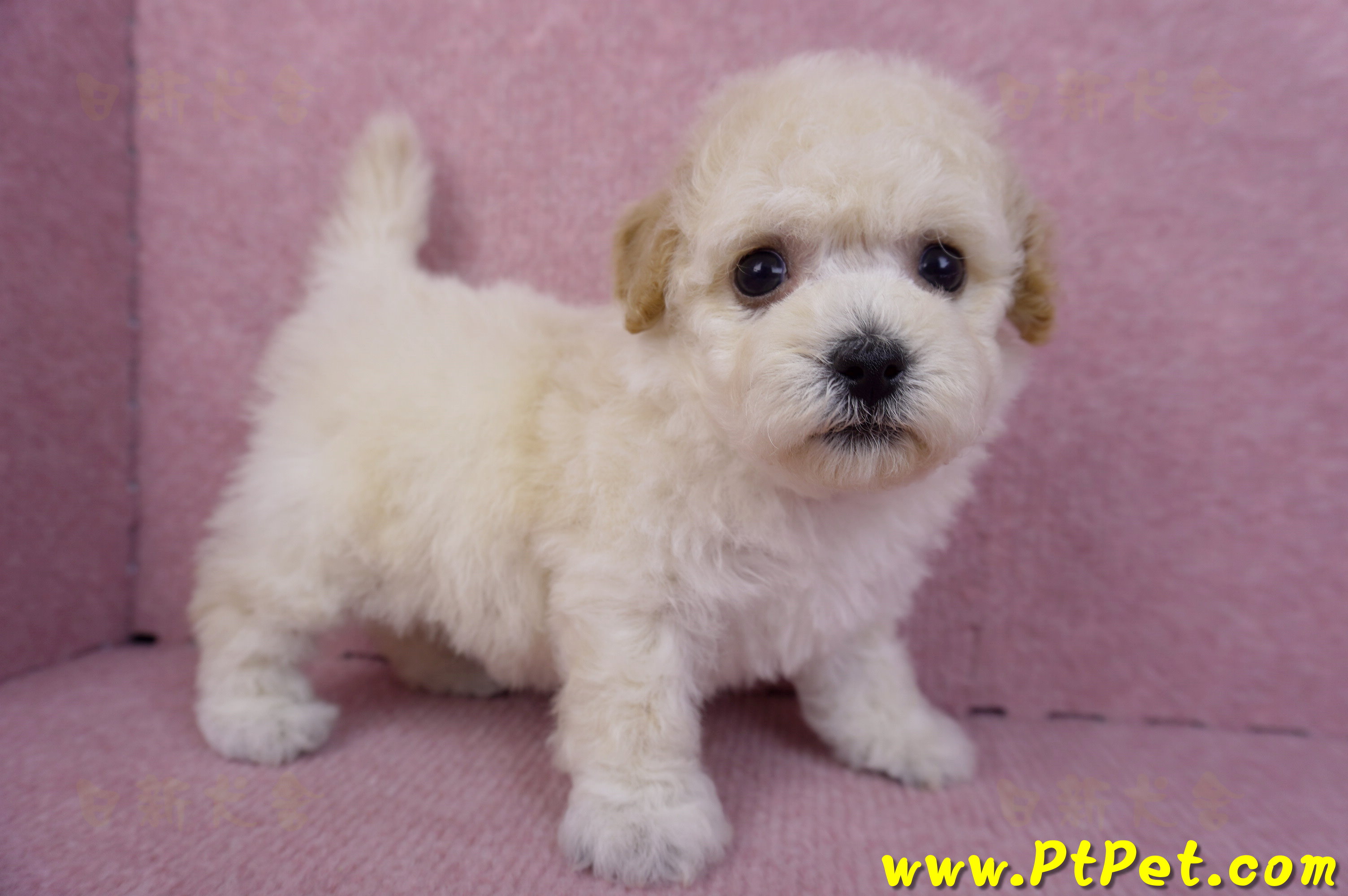 09/23泰迪比熊母幼犬1號