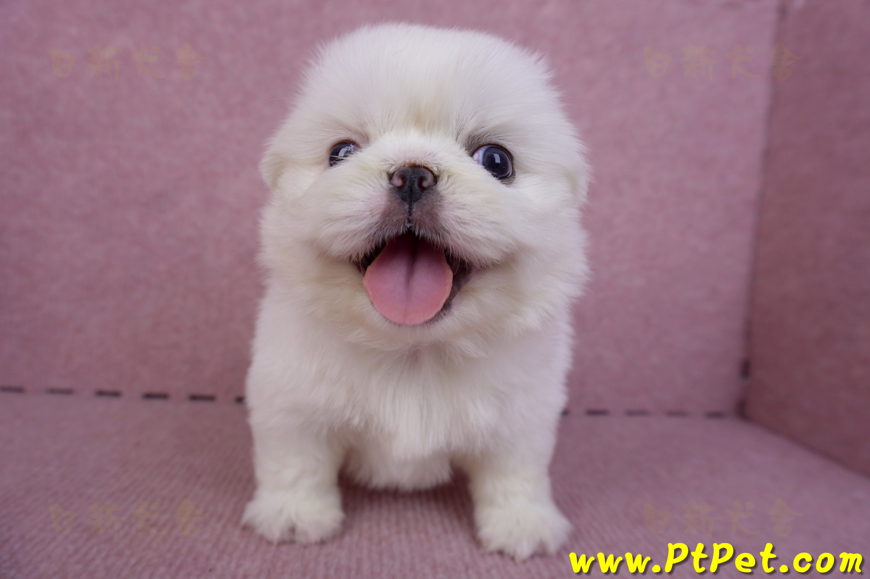 10/31北京狗母幼犬(新北新莊)