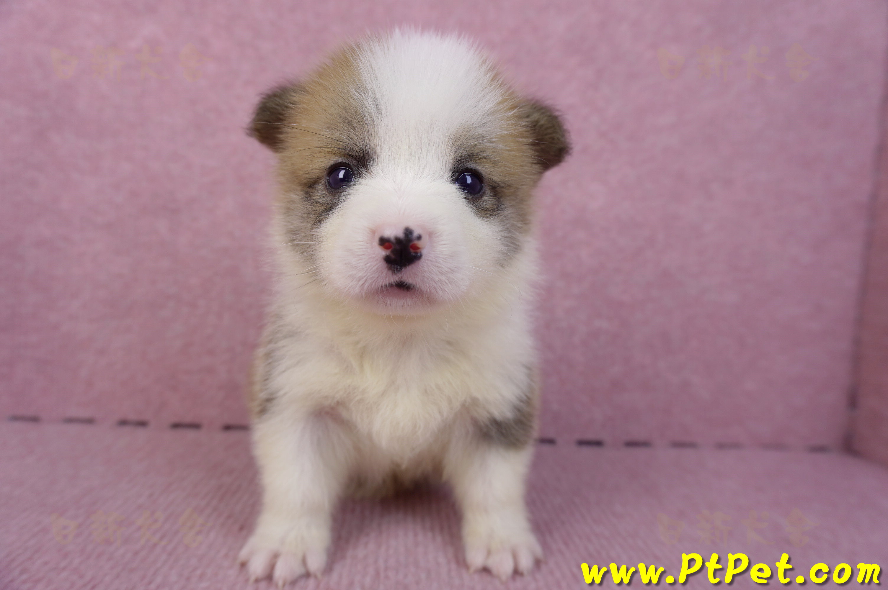 10/13雙色柯基犬母幼犬1號