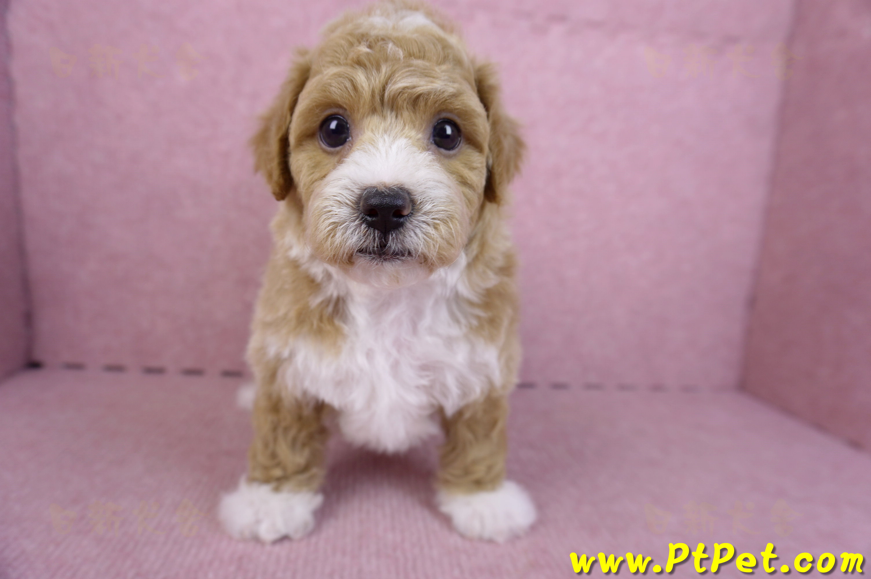 09/12泰迪比熊母幼犬1號(嘉義市)