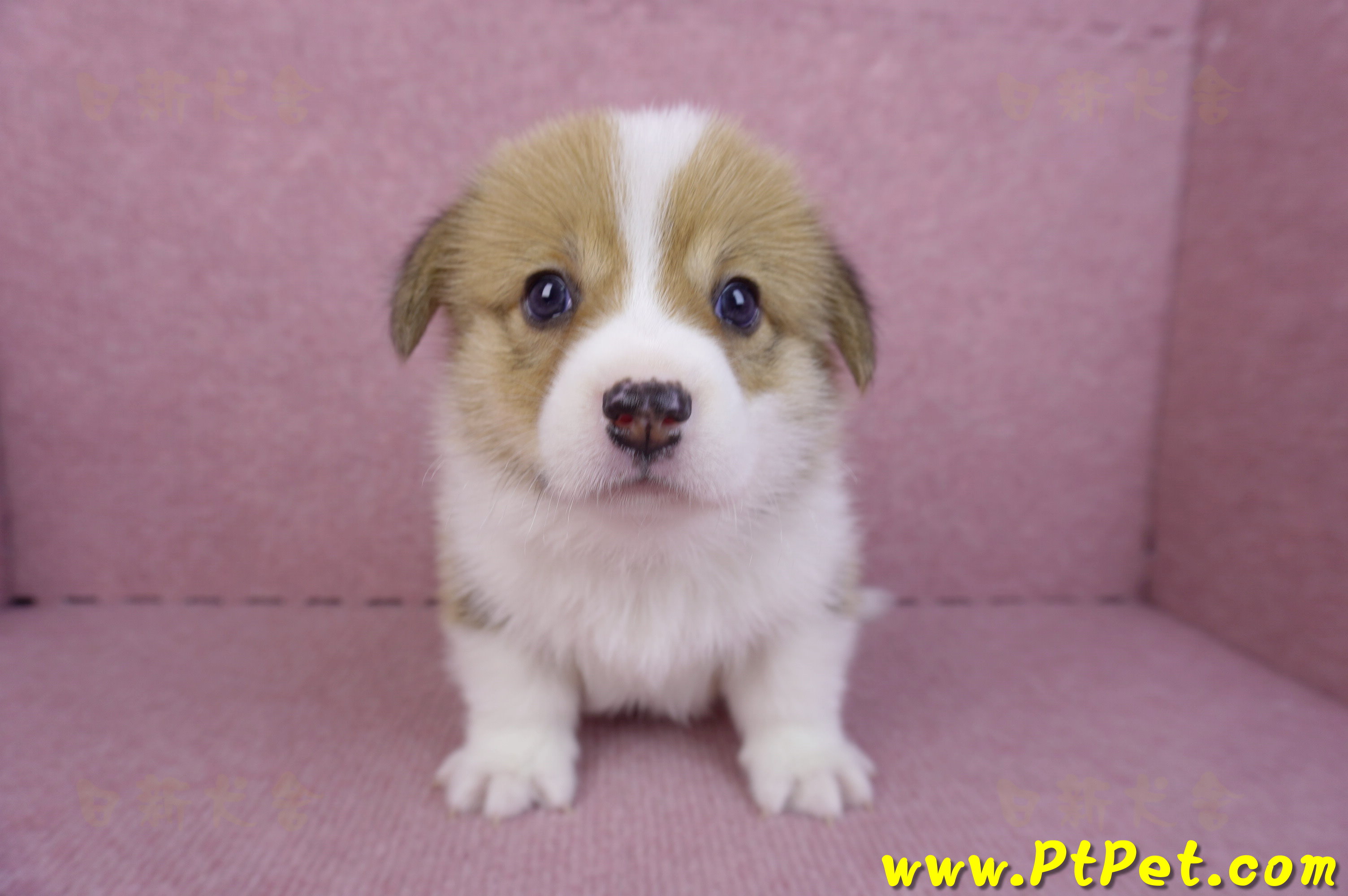 10/10雙色柯基犬母幼犬1號