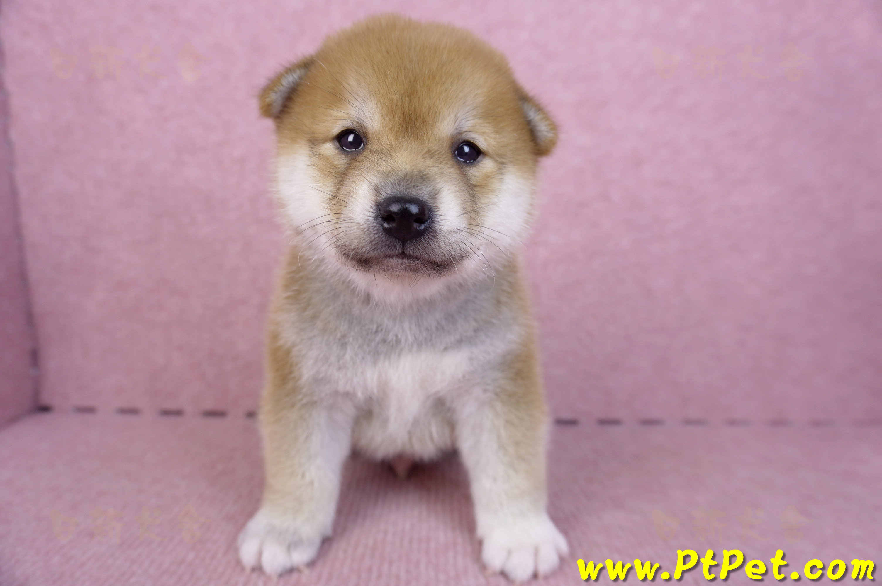 09/21赤色柴犬公幼犬(新北淡水)