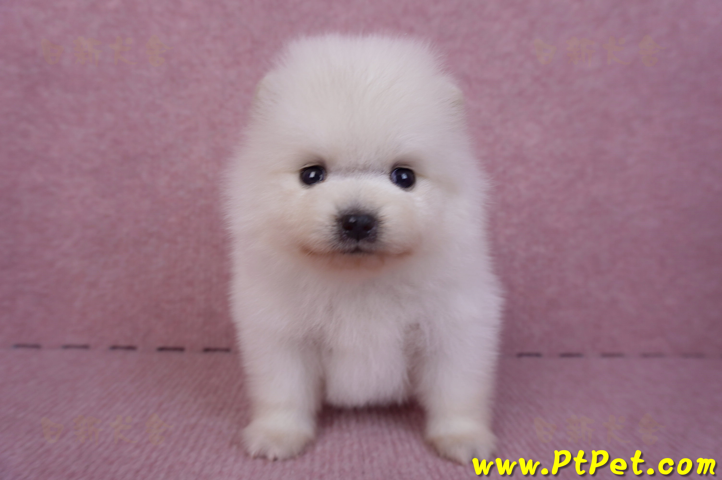 10/11松鼠白博美公幼犬3號