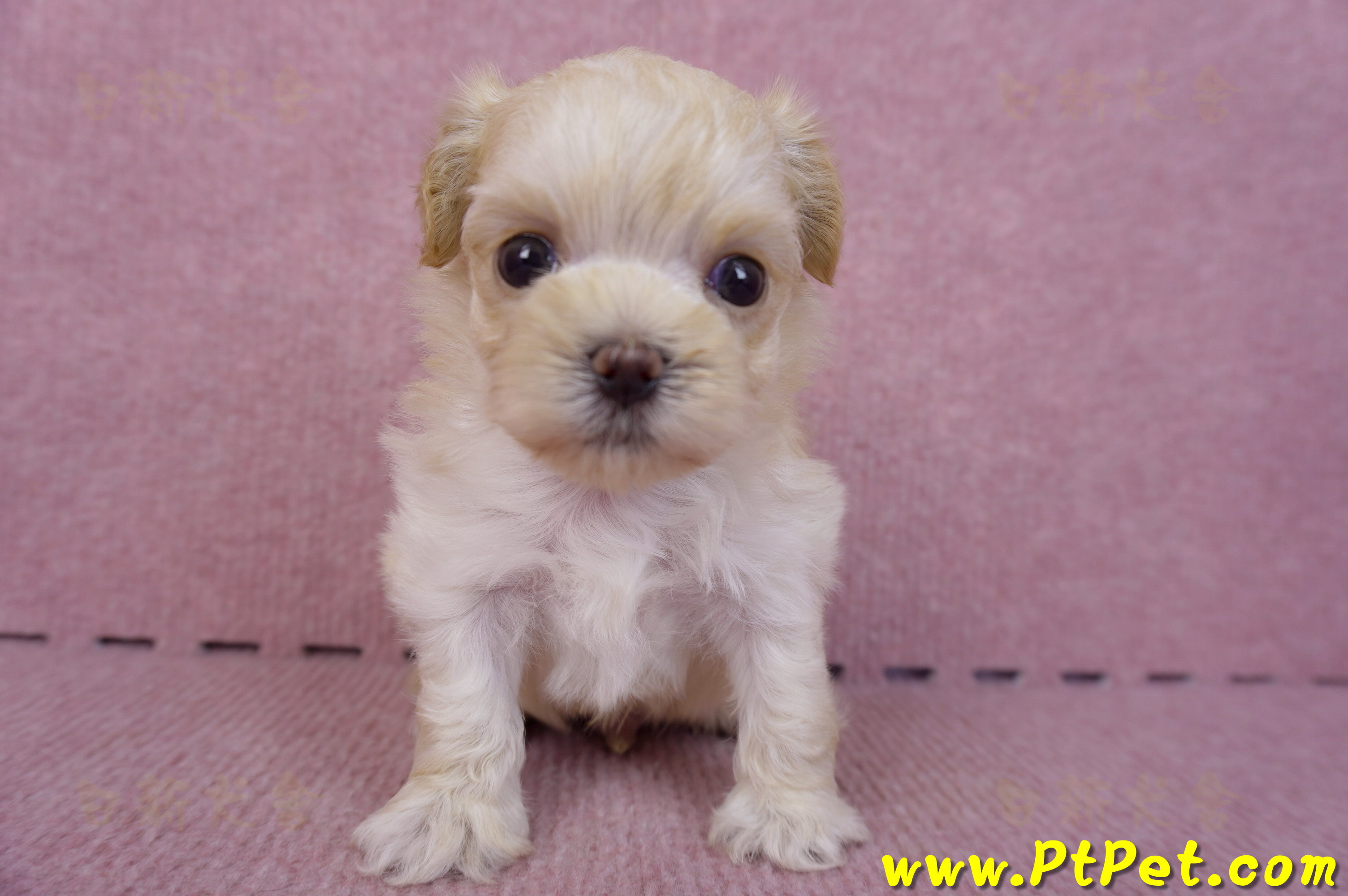 11/02馬爾泰迪 II 公幼犬2號(偏小)(台北信義)