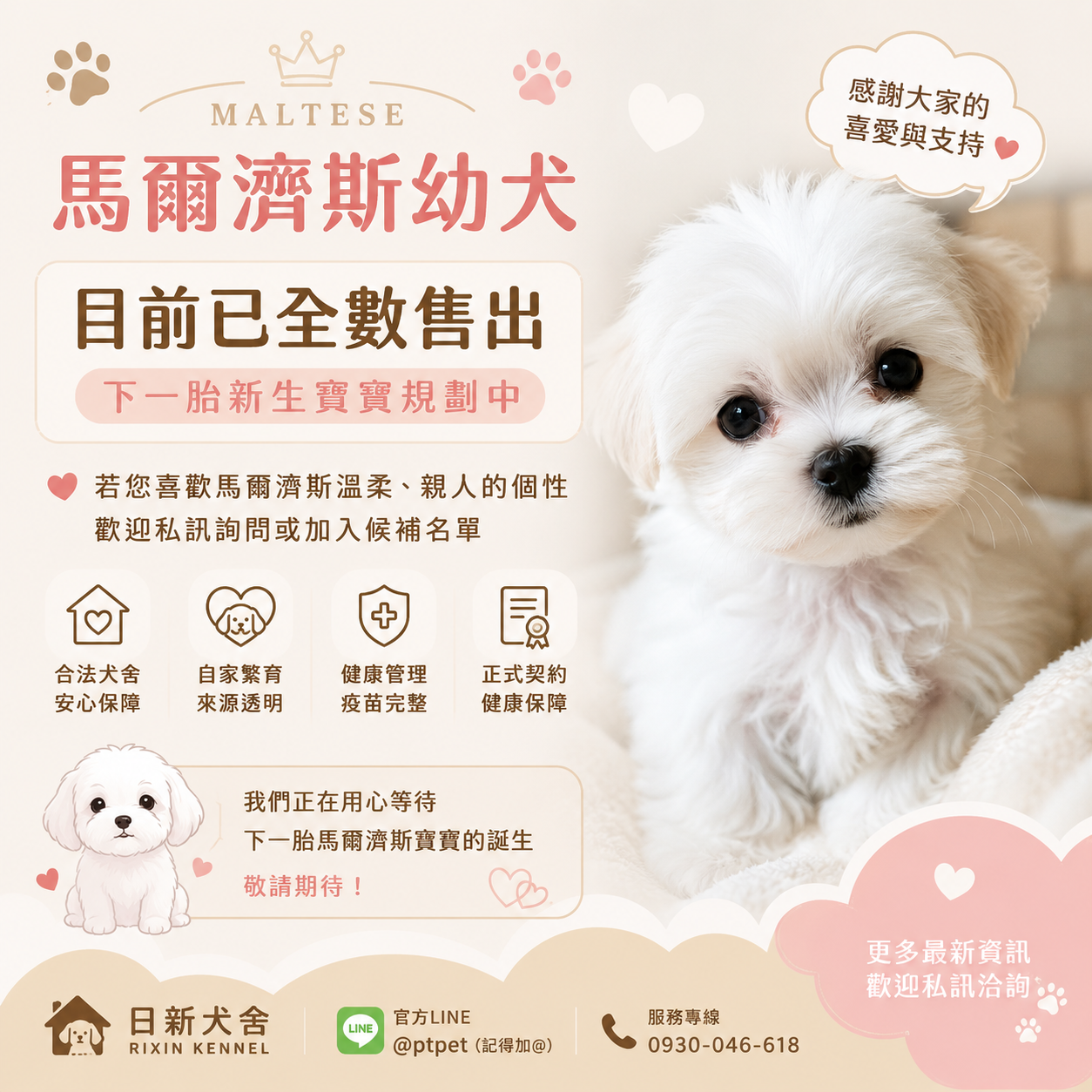 馬爾濟斯,Maltese,マルチーズ,몰티즈 강아지