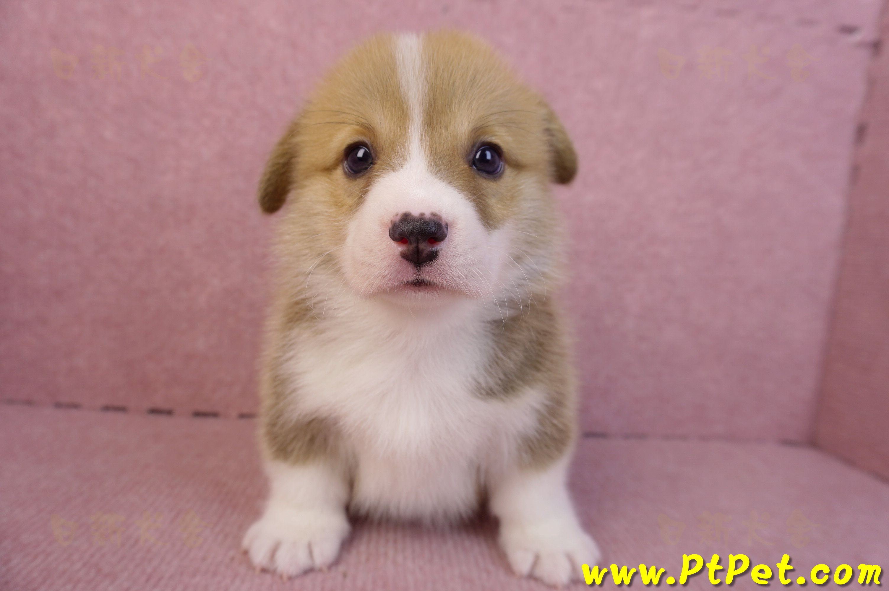 11/30雙色柯基犬公幼犬5號(高雄仁武)