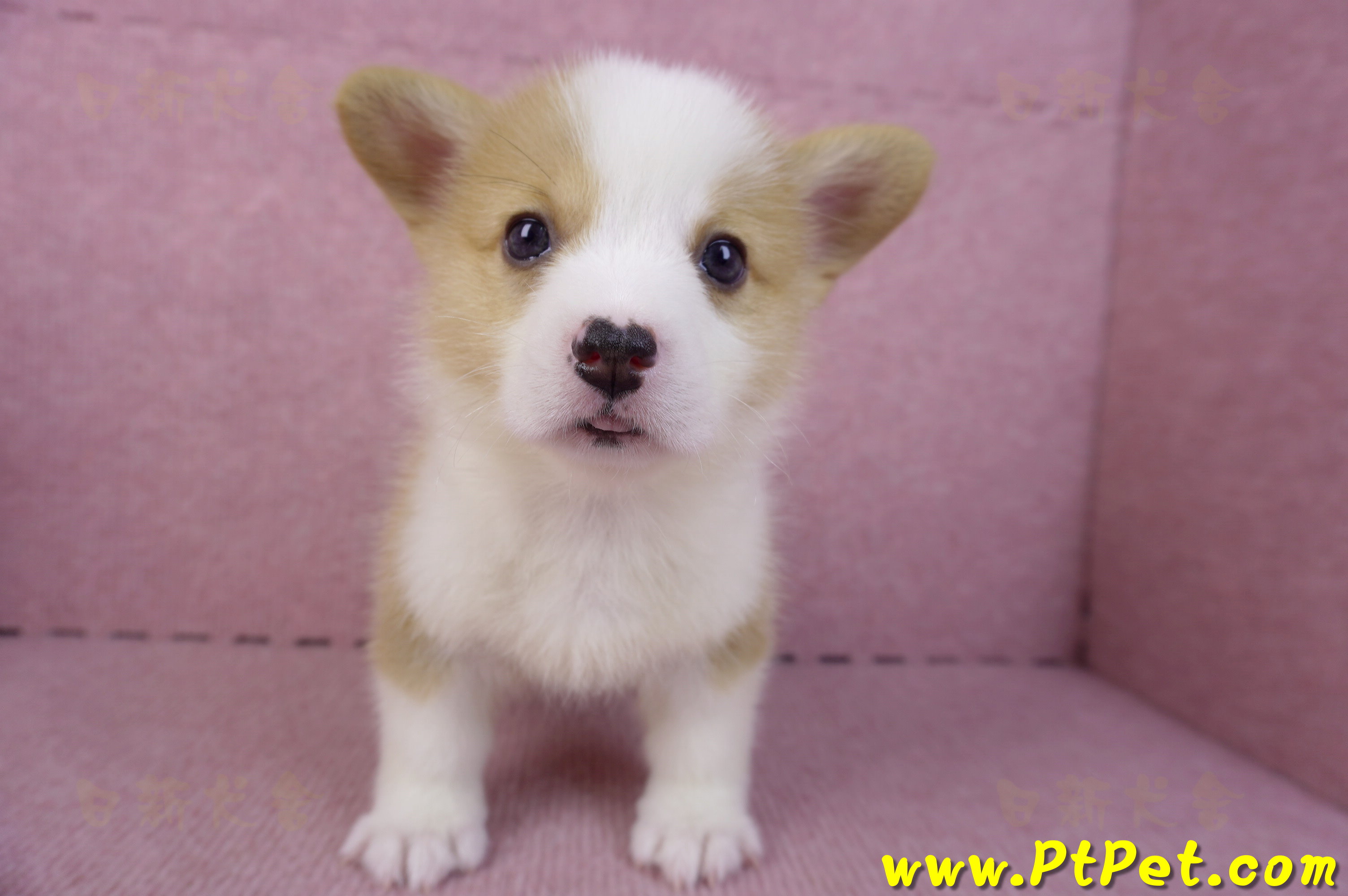 10/13雙色柯基犬公幼犬1號