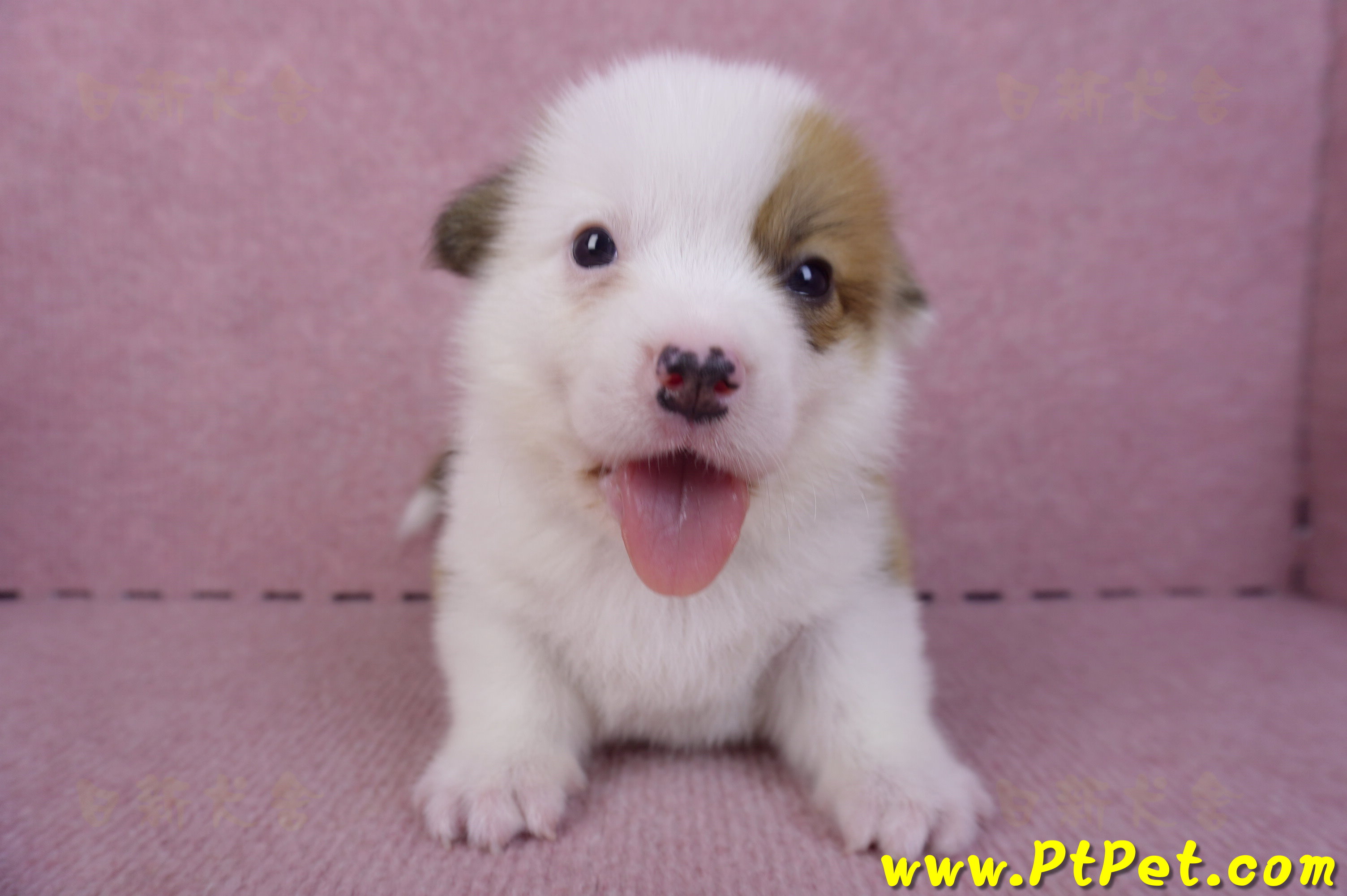 11/02雙色柯基犬公幼犬2號(屏東市)