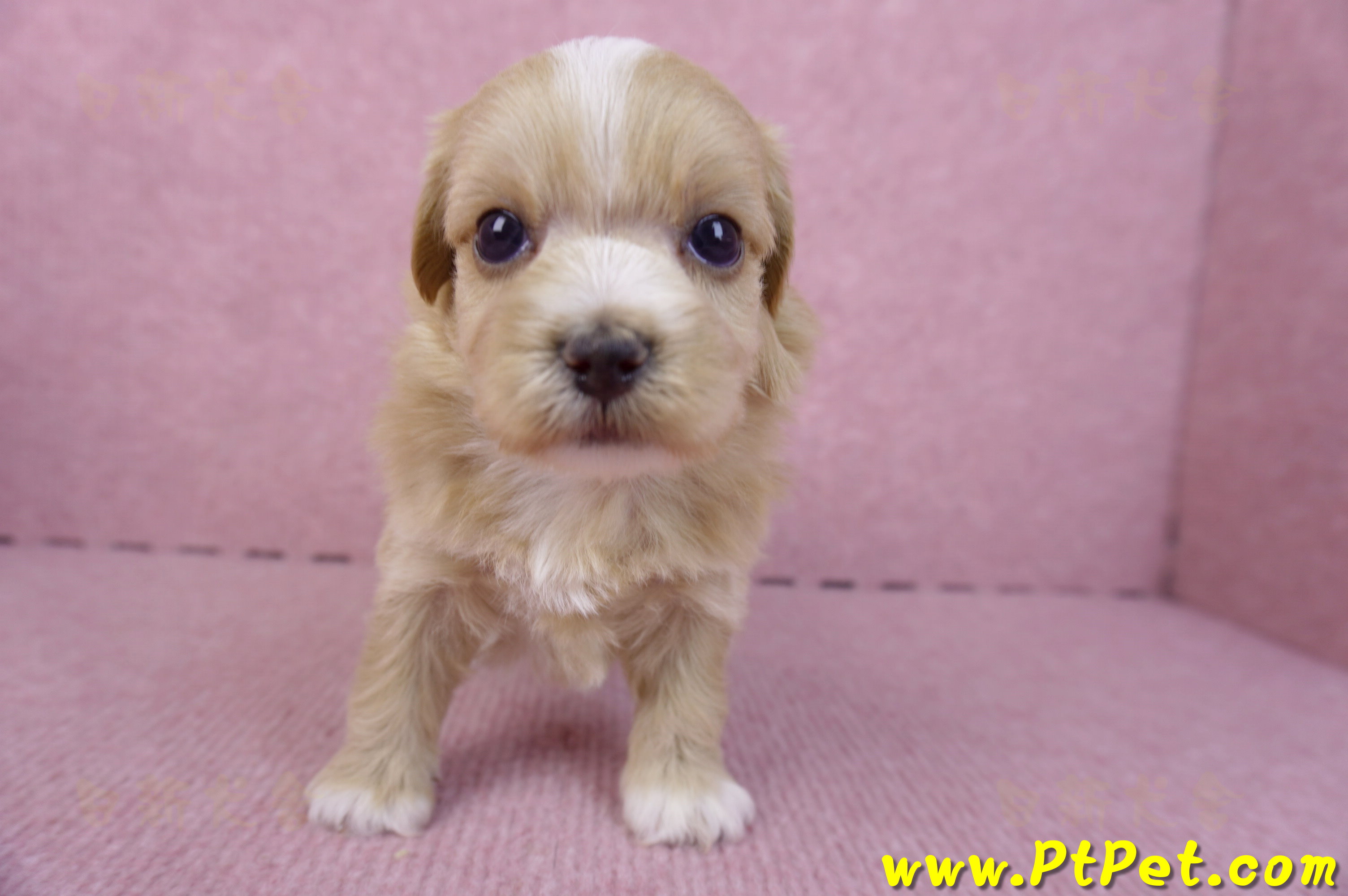 10/18馬爾泰迪公幼犬1號