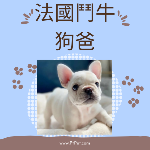 法國鬥牛-狗爸