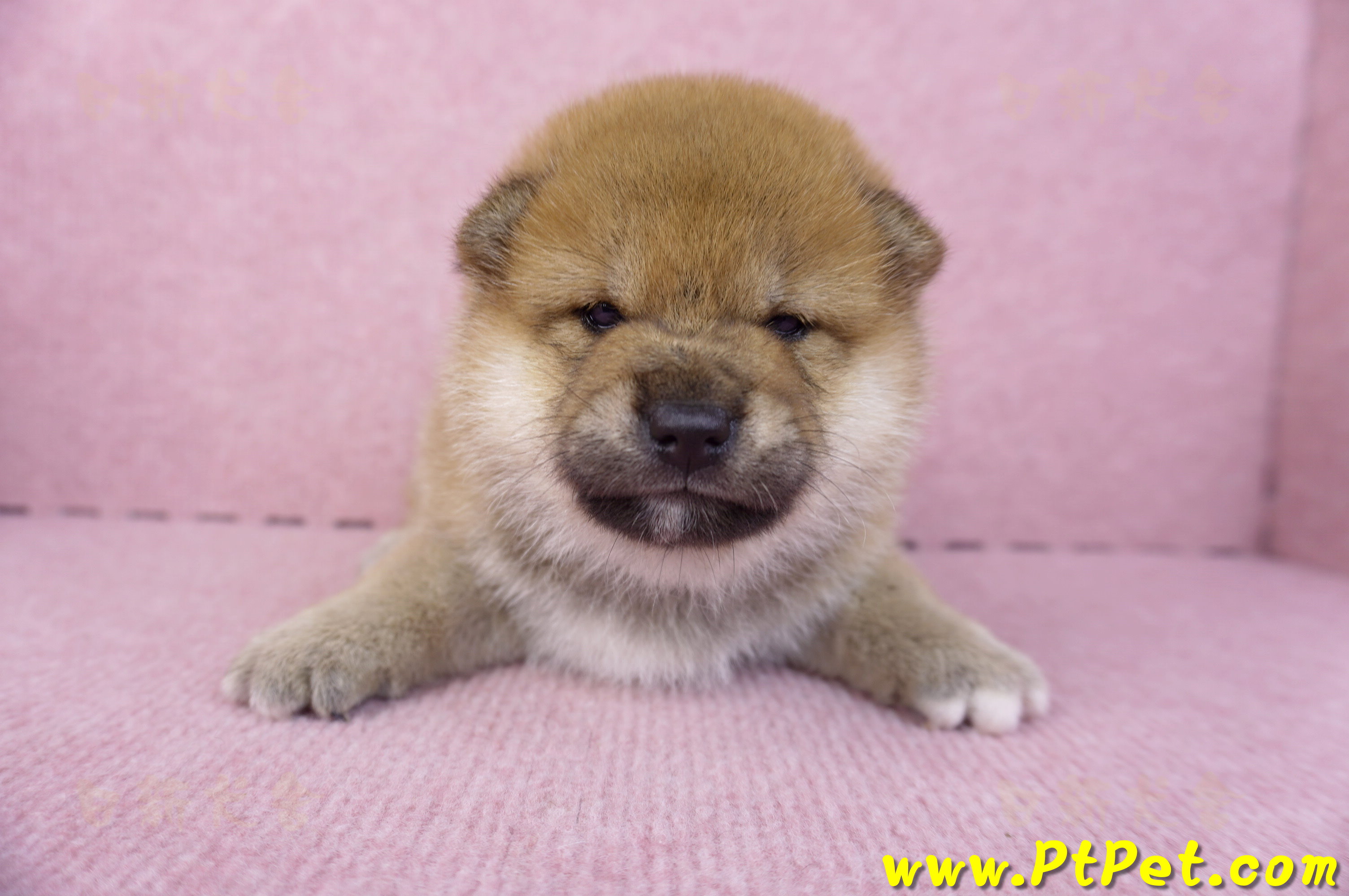 10/15赤色柴犬公幼犬2號