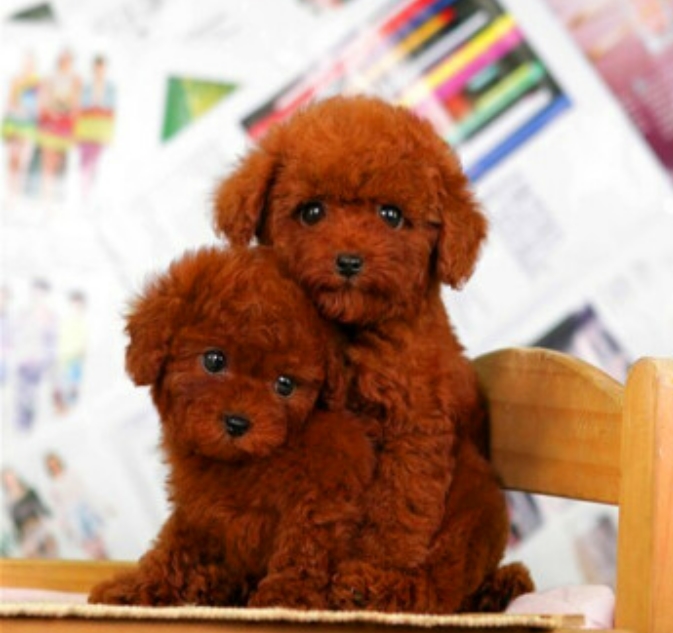貴賓狗 poodle -日新犬舍 貴賓狗 poodle -日新犬舍