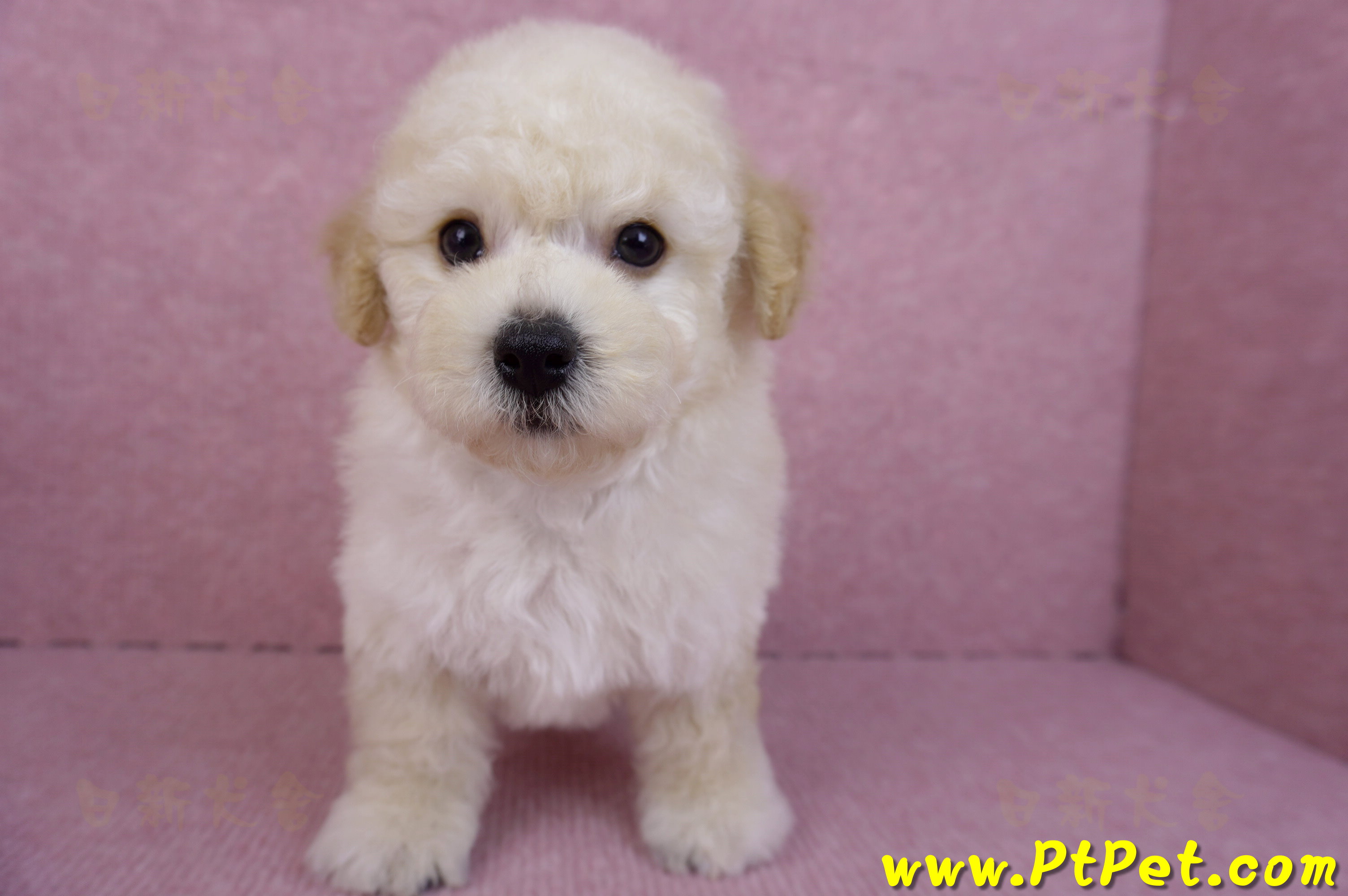 09/12泰迪比熊母幼犬2號