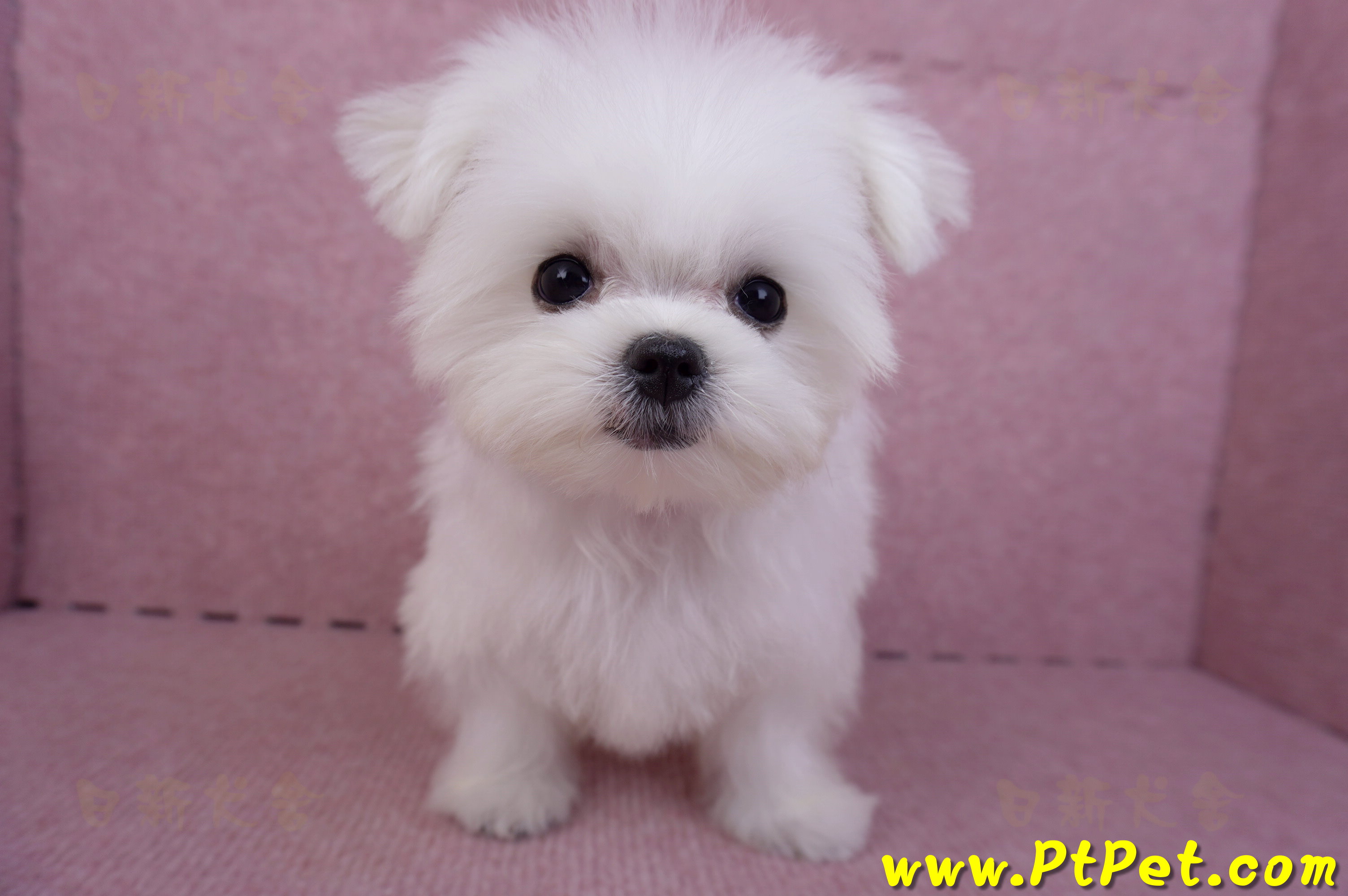 07/26迷你型馬爾濟斯公幼犬(屏東市)