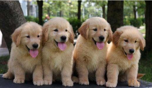 黃金獵犬-日新犬舍