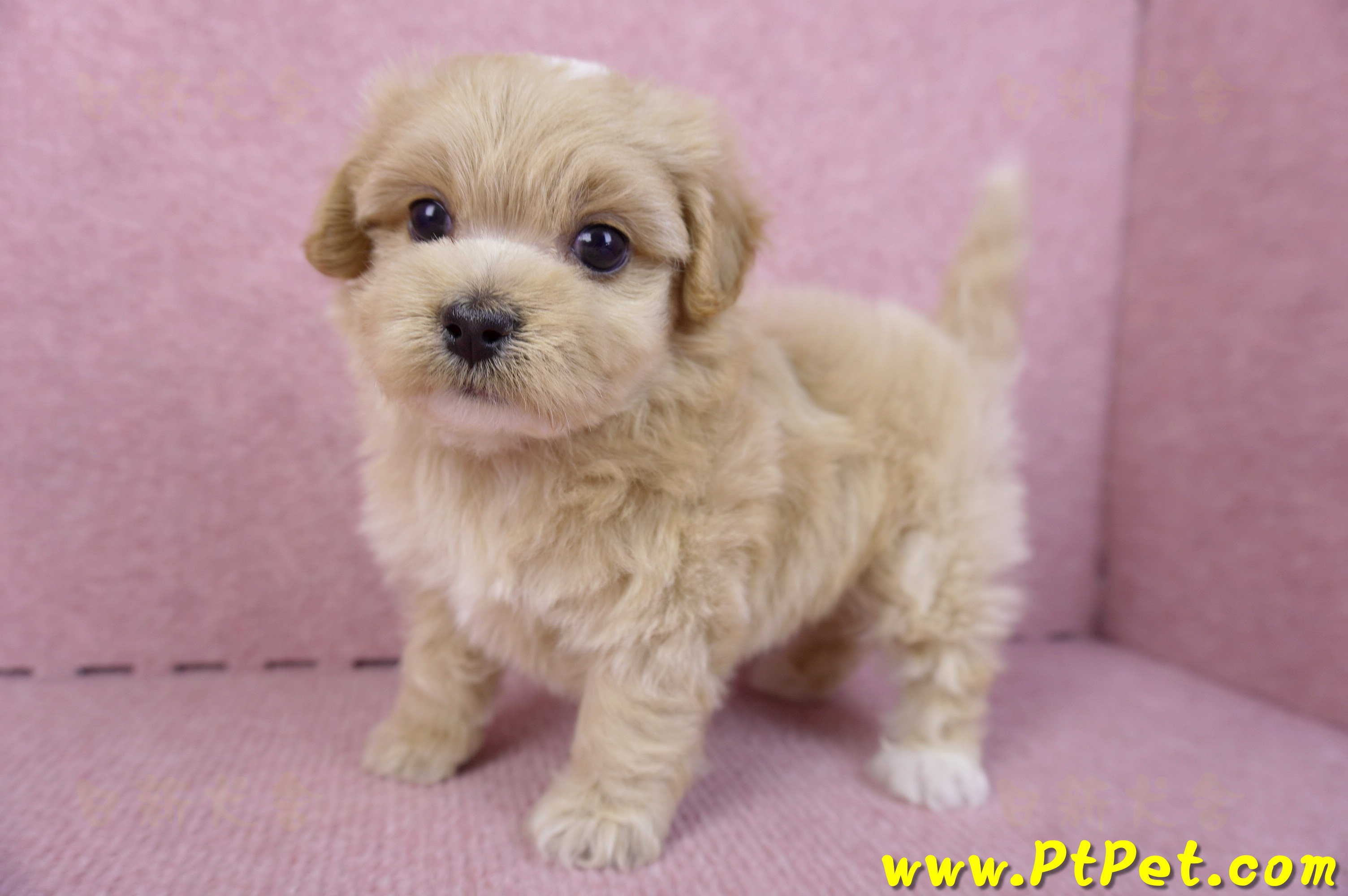 10/18馬爾泰迪公幼犬2號