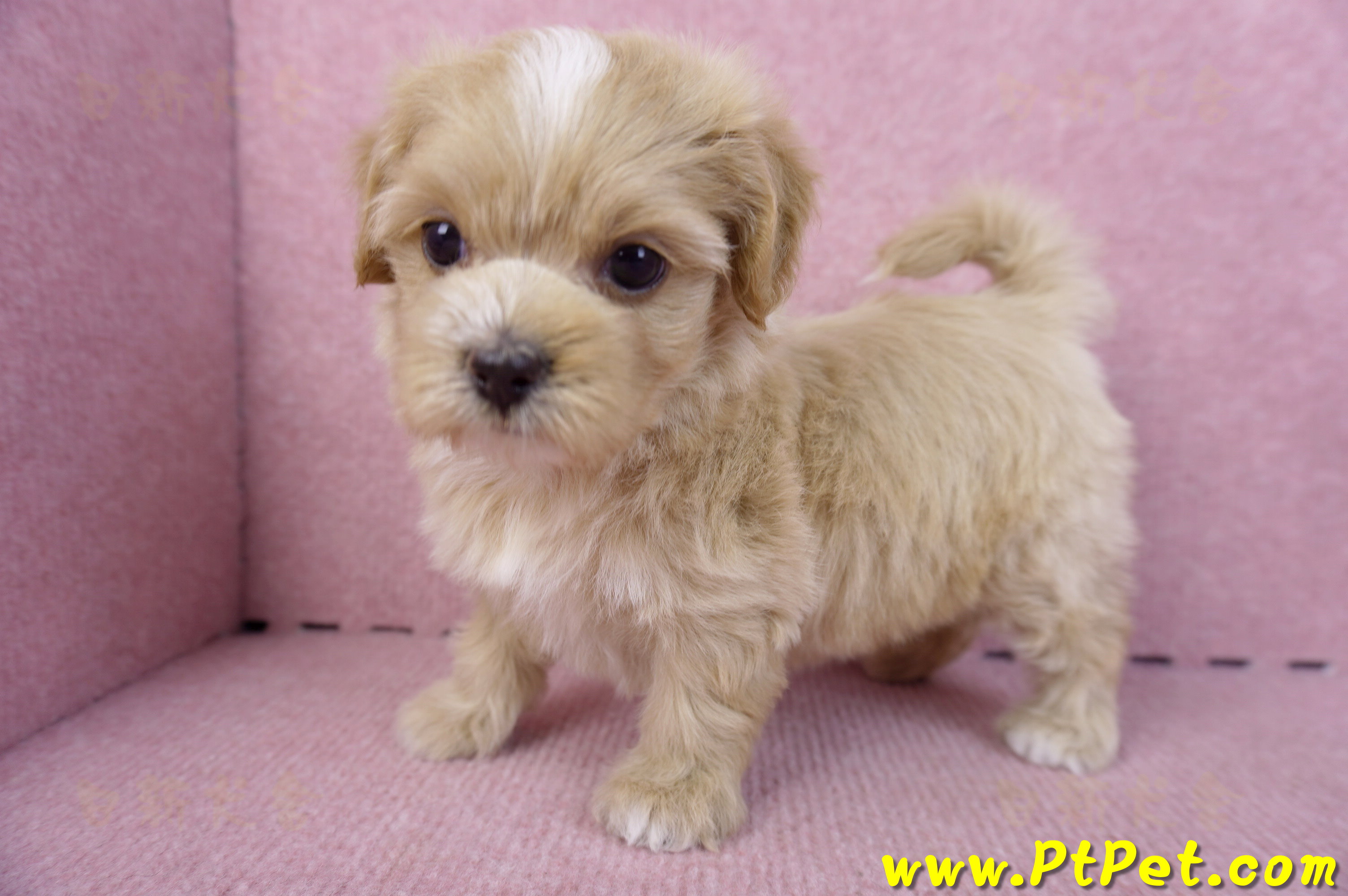 10/18馬爾泰迪母幼犬1號