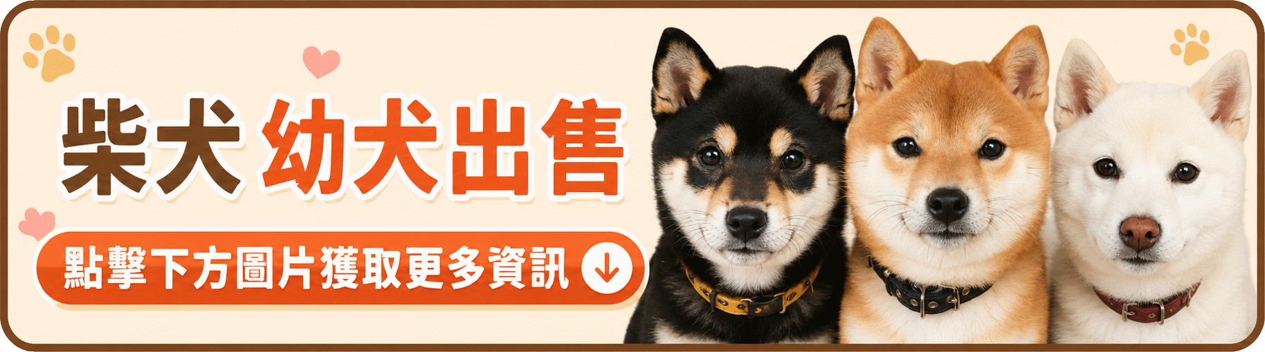 柴犬,Shiba Inu,시바견 강아지 shiba2.gif
