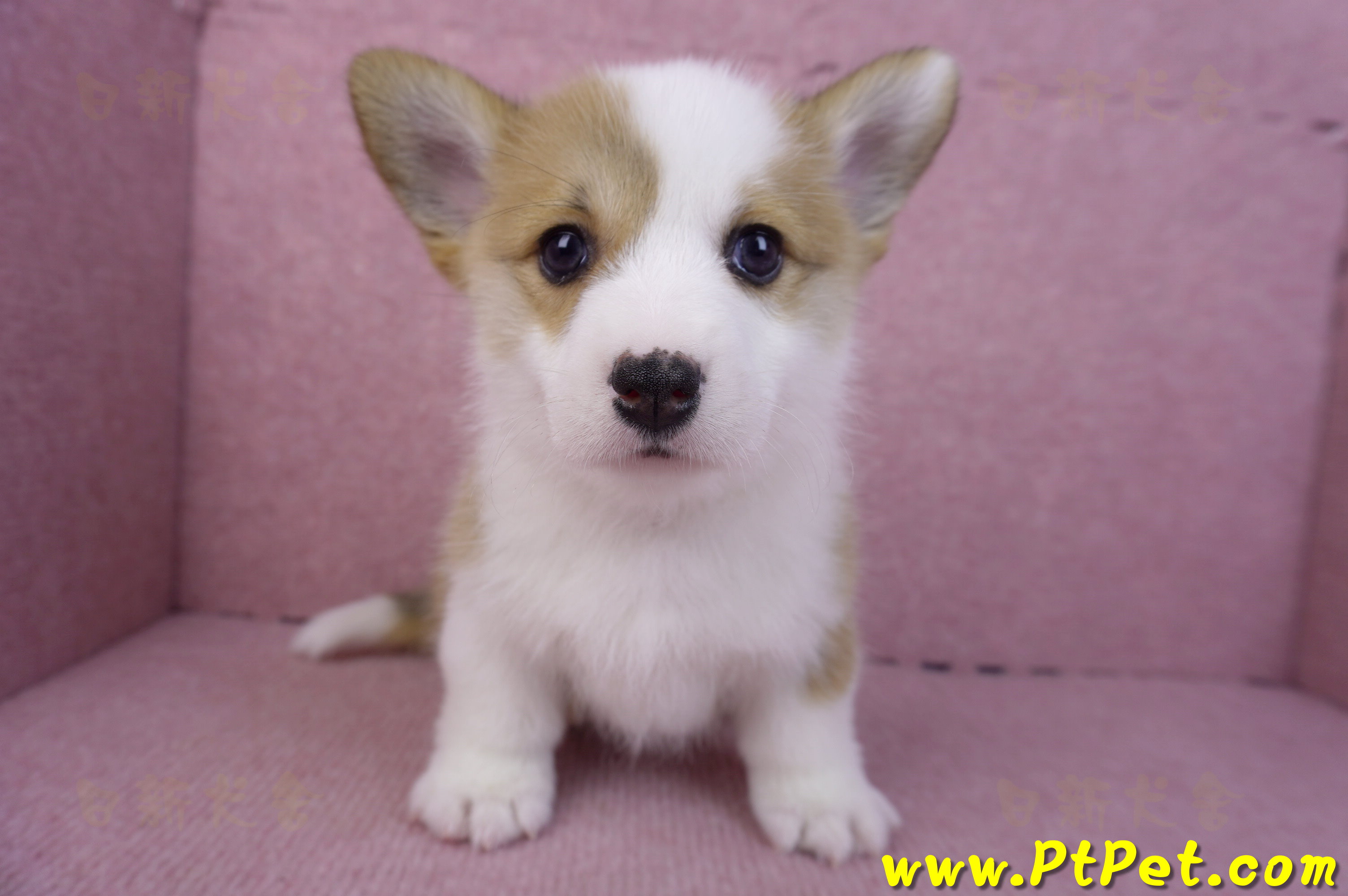 11/30雙色柯基犬公幼犬2號