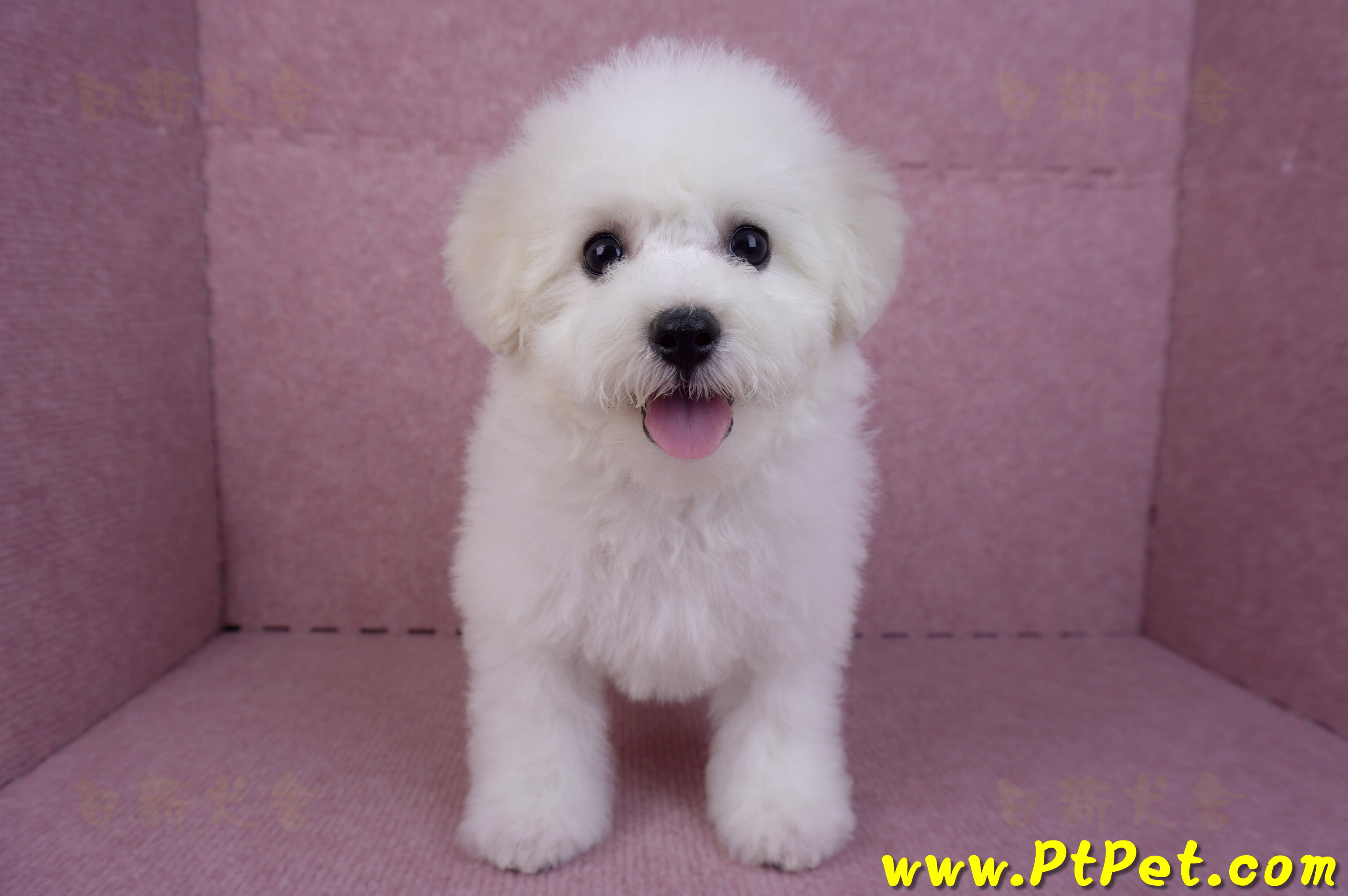 07/22比熊犬母幼犬(桃園中壢)