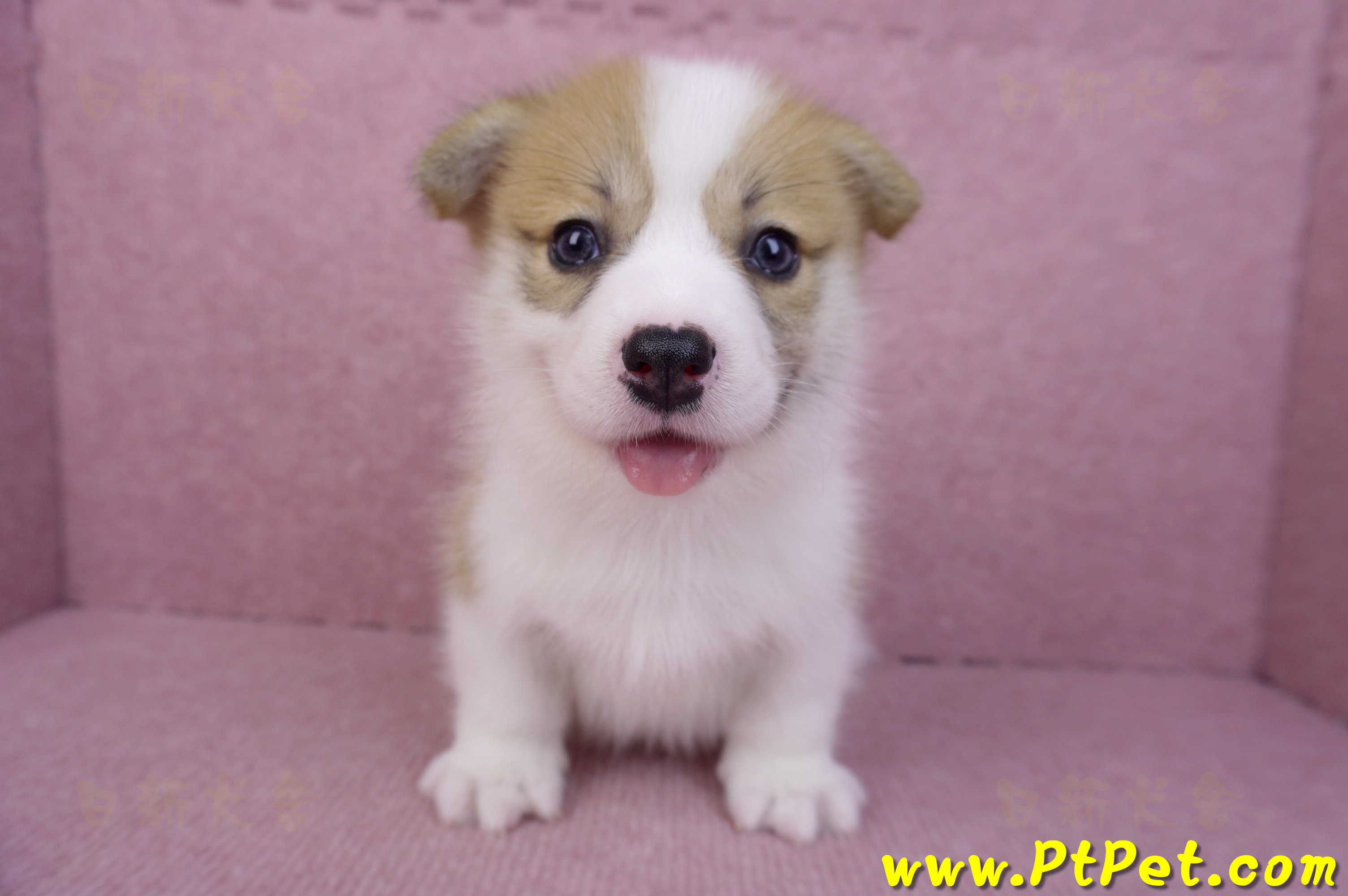 08/03雙色柯基犬公幼犬1號(高雄大樹)