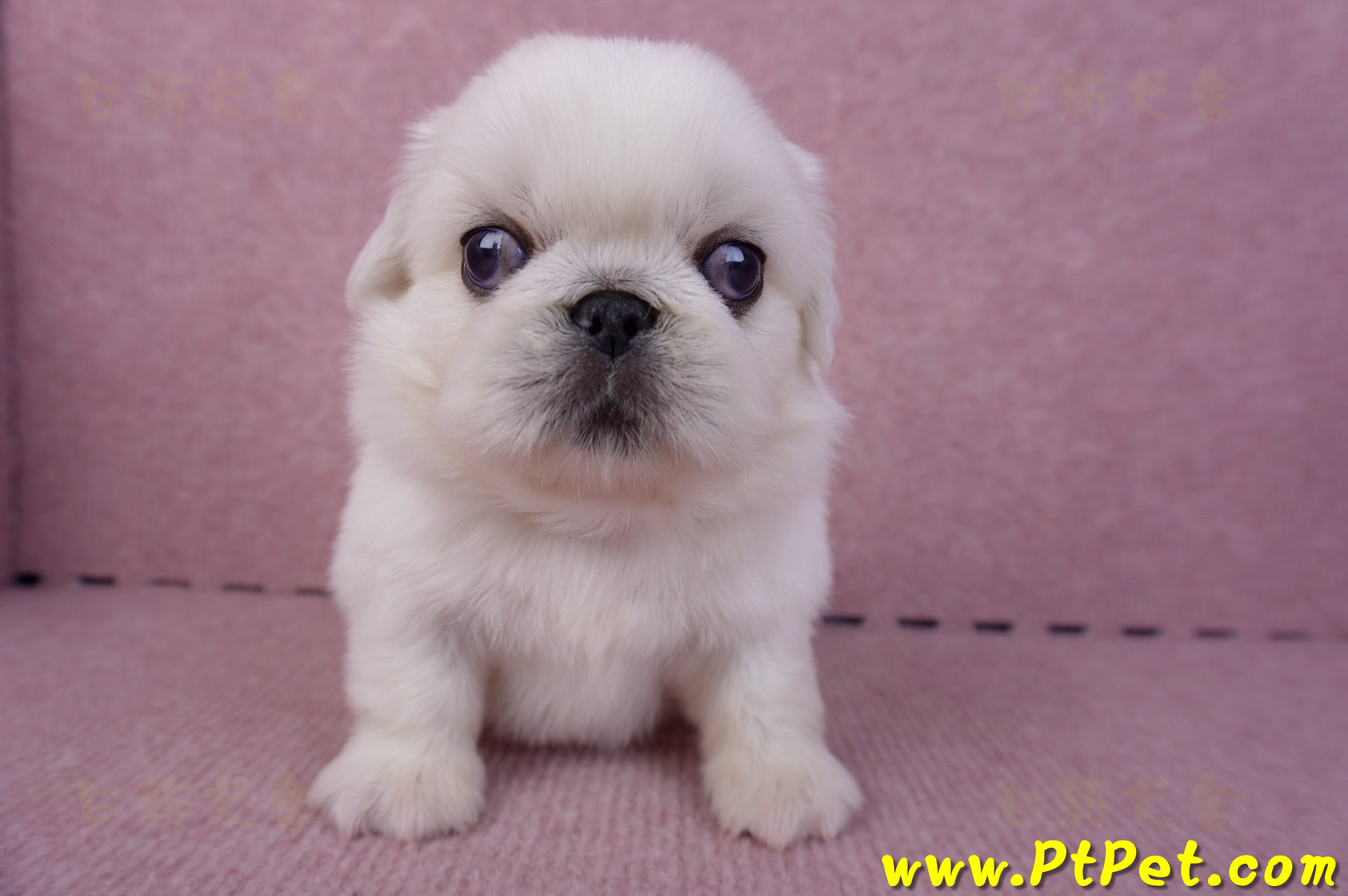 10/31北京狗公幼犬