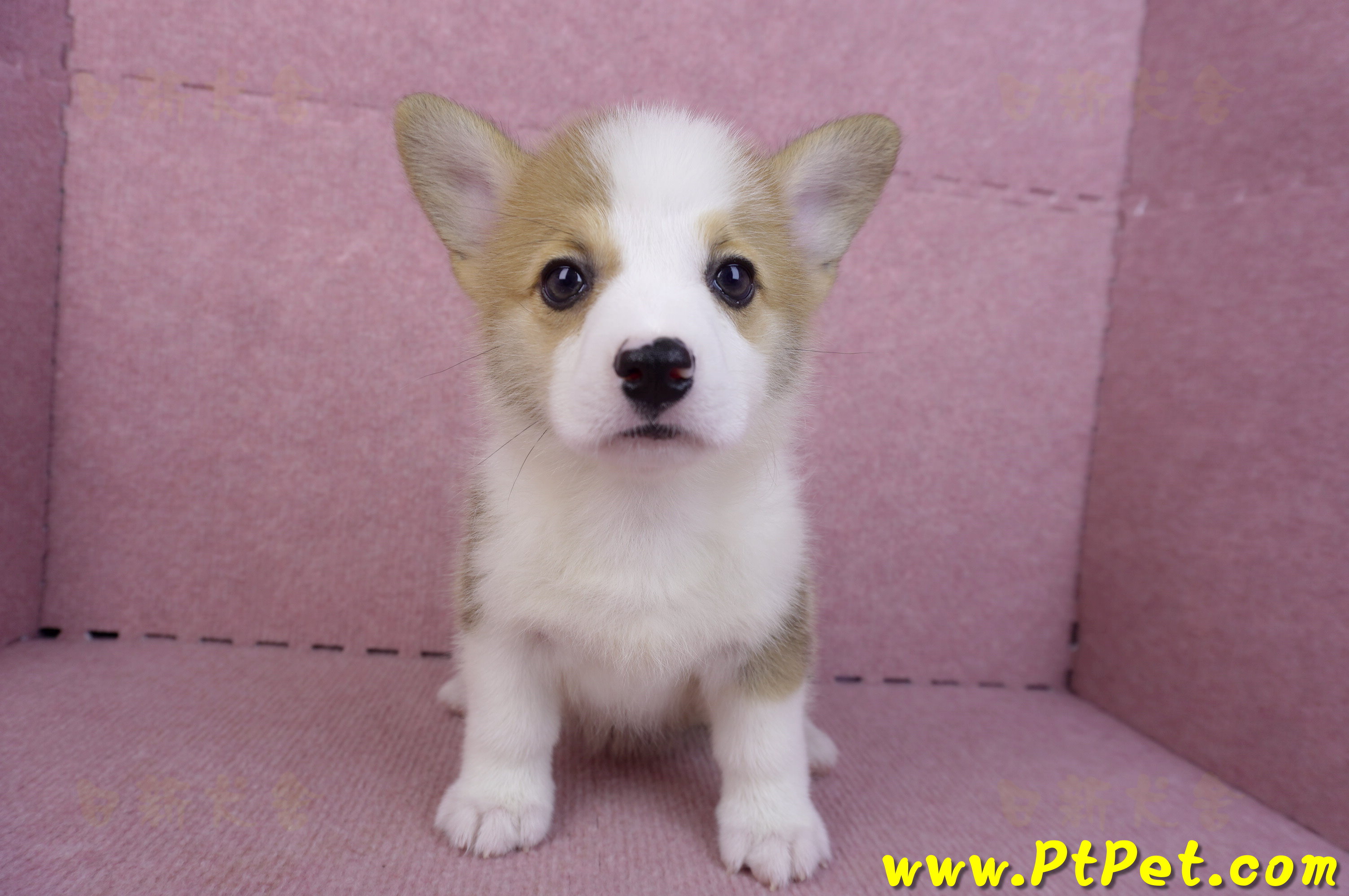 10/13雙色柯基犬母幼犬1號(台北大安)