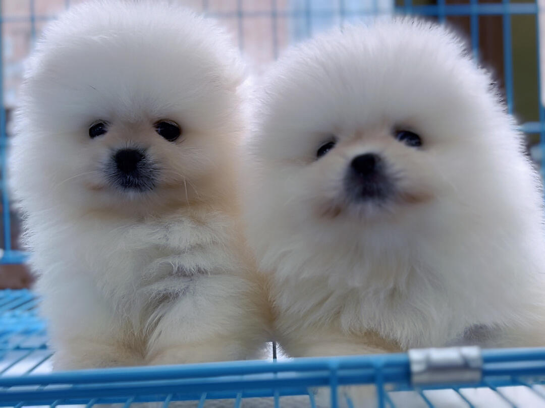 博美犬 Pomeranian - 日新犬舍 博美犬 Pomeranian - 日新犬舍