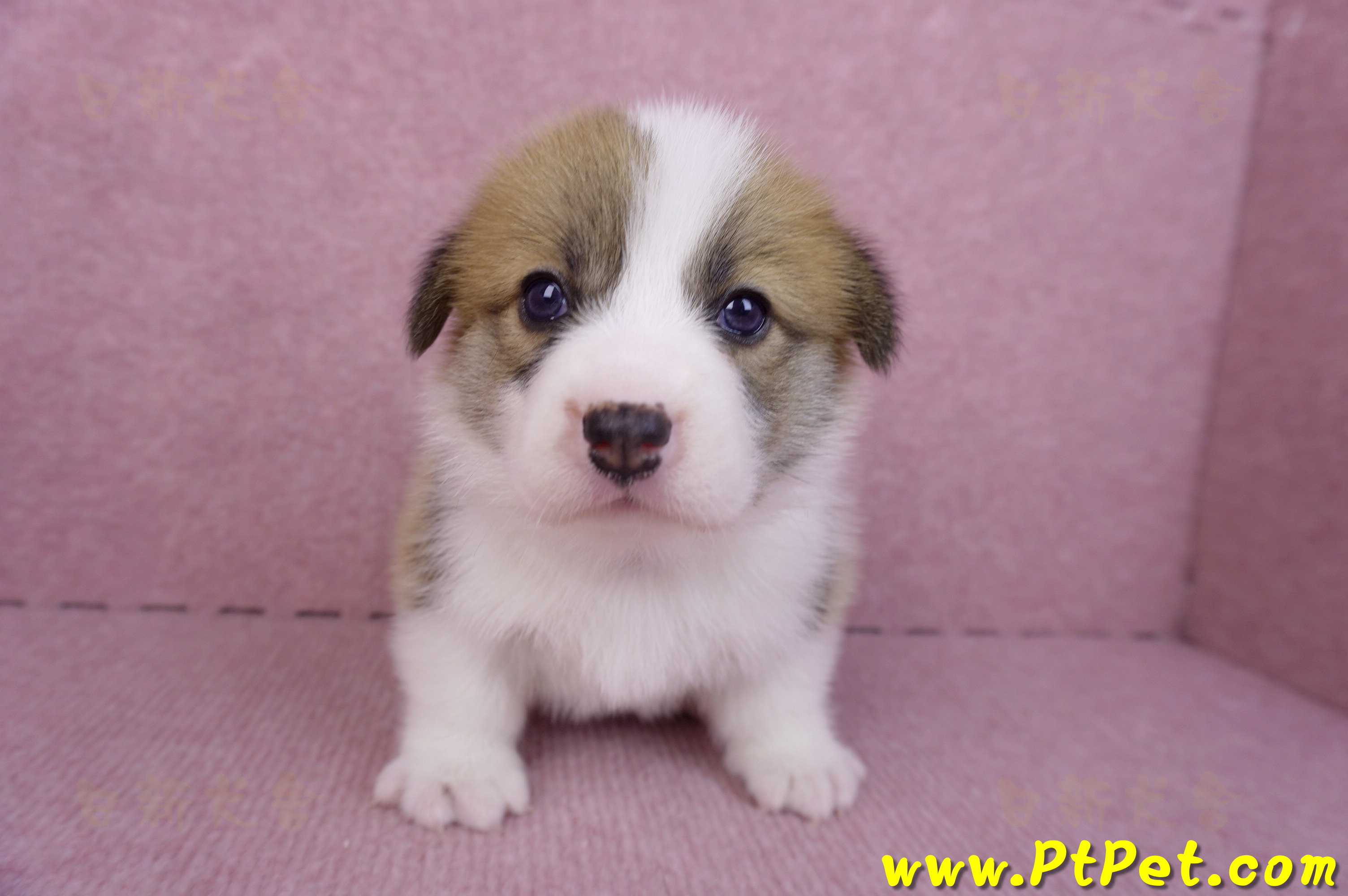 10/10雙色柯基犬母幼犬2號