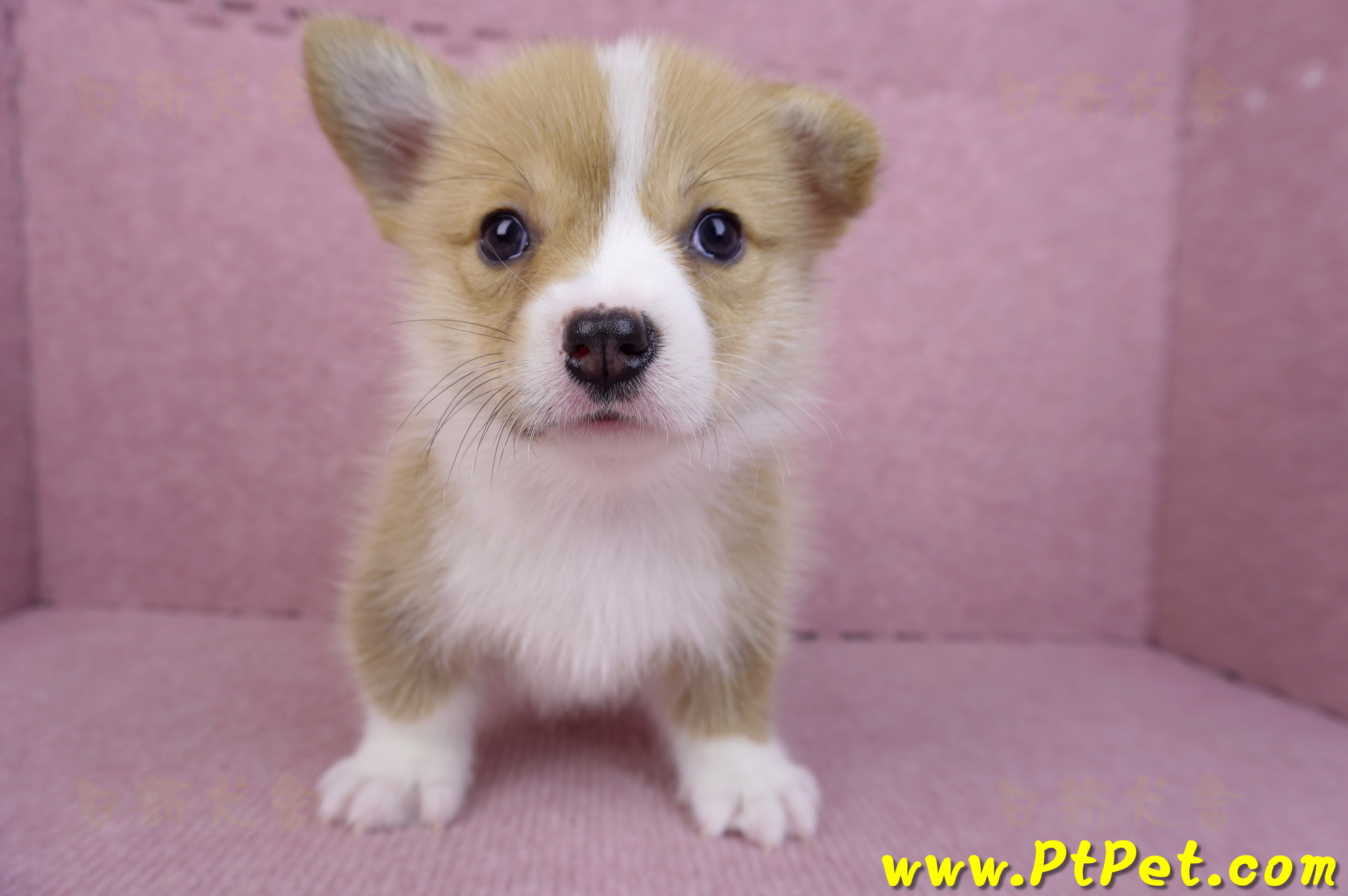 08/05雙色柯基犬母幼犬2號(屏東市)