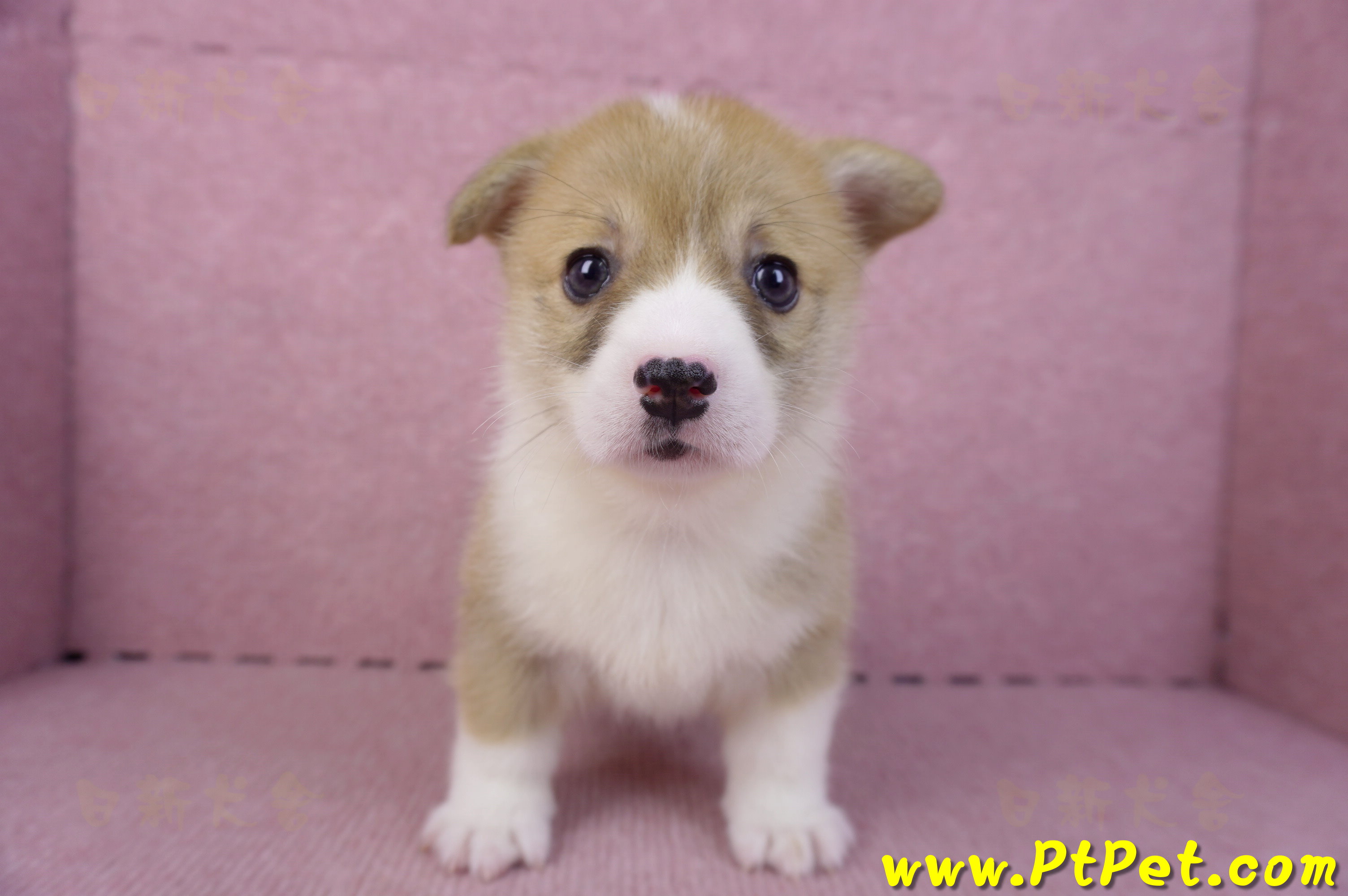 10/13雙色柯基犬母幼犬4號