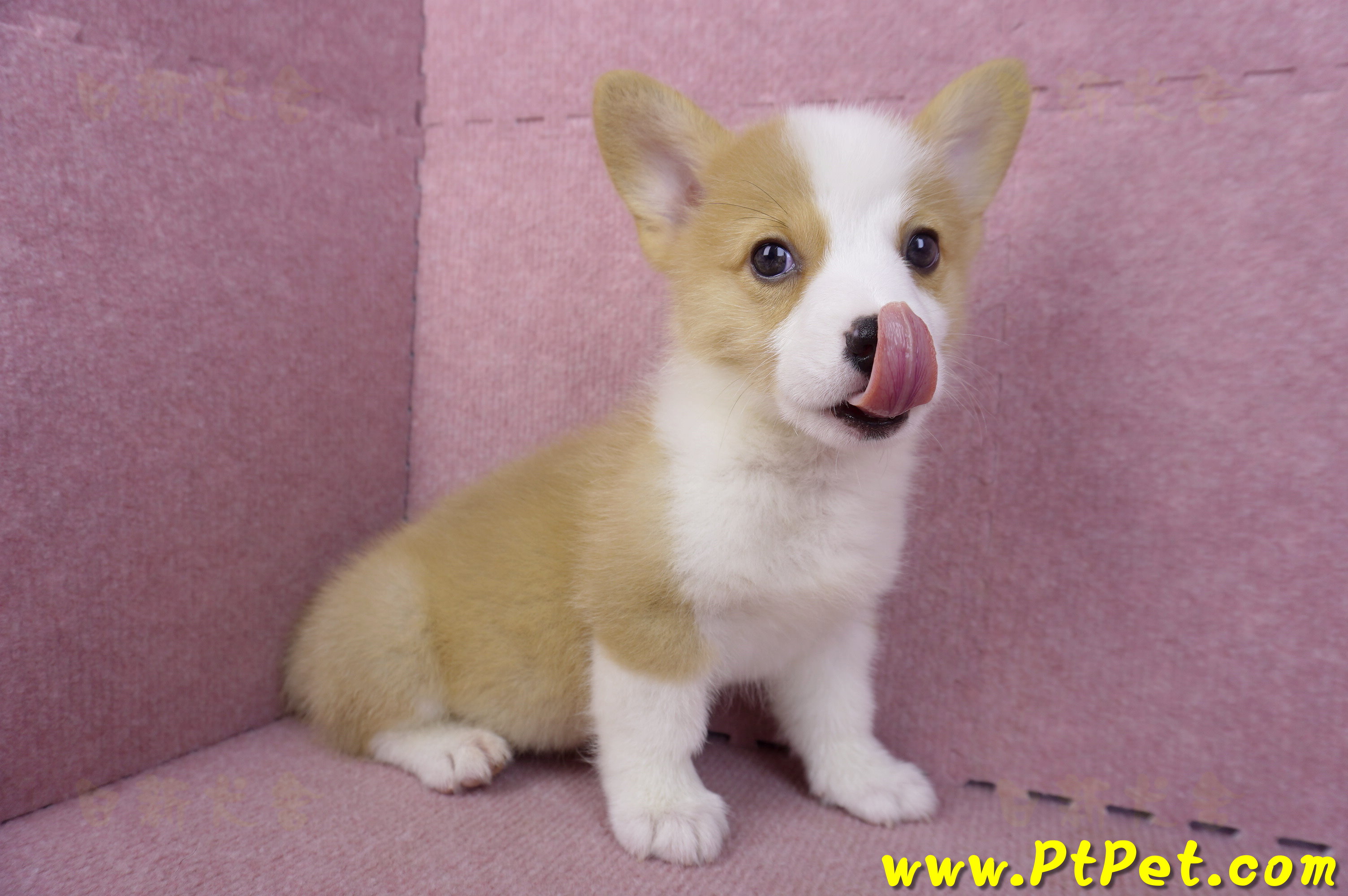 10/13雙色柯基犬公幼犬(台東市)