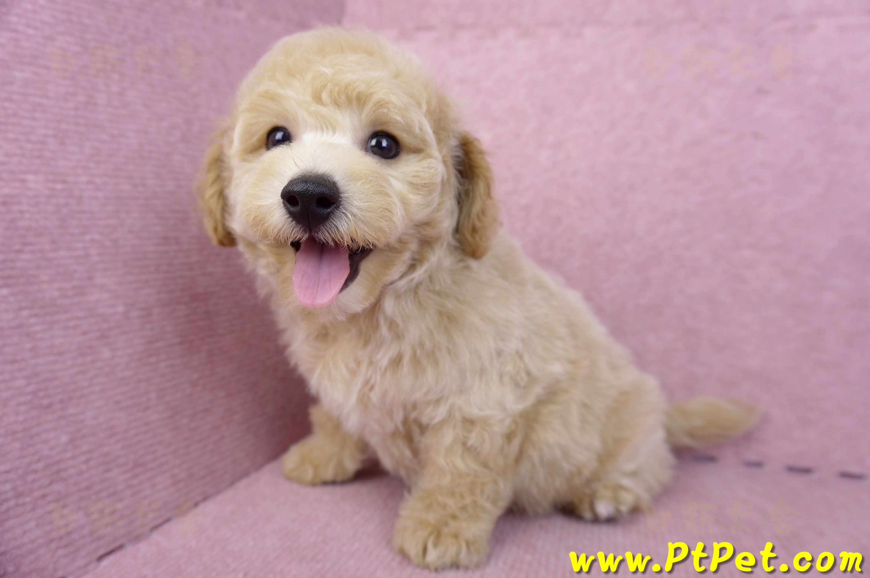 08/14泰迪比熊公幼犬3號(高雄新興)