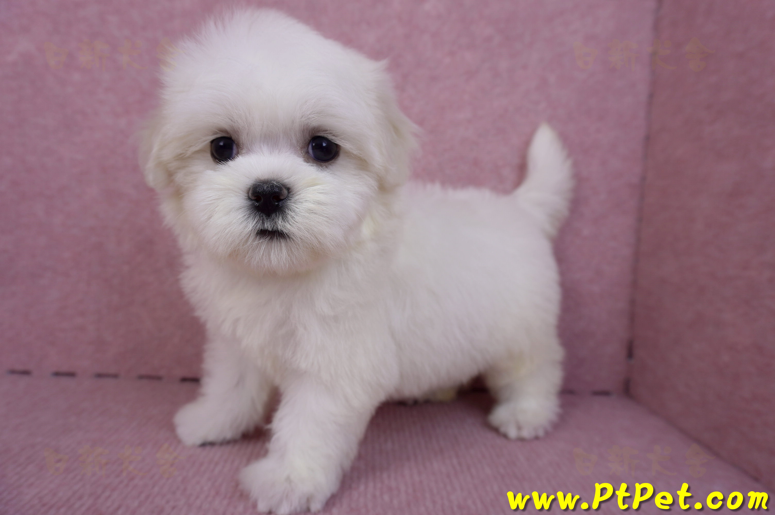 09/21馬爾濟斯母幼犬2號(南投名間)