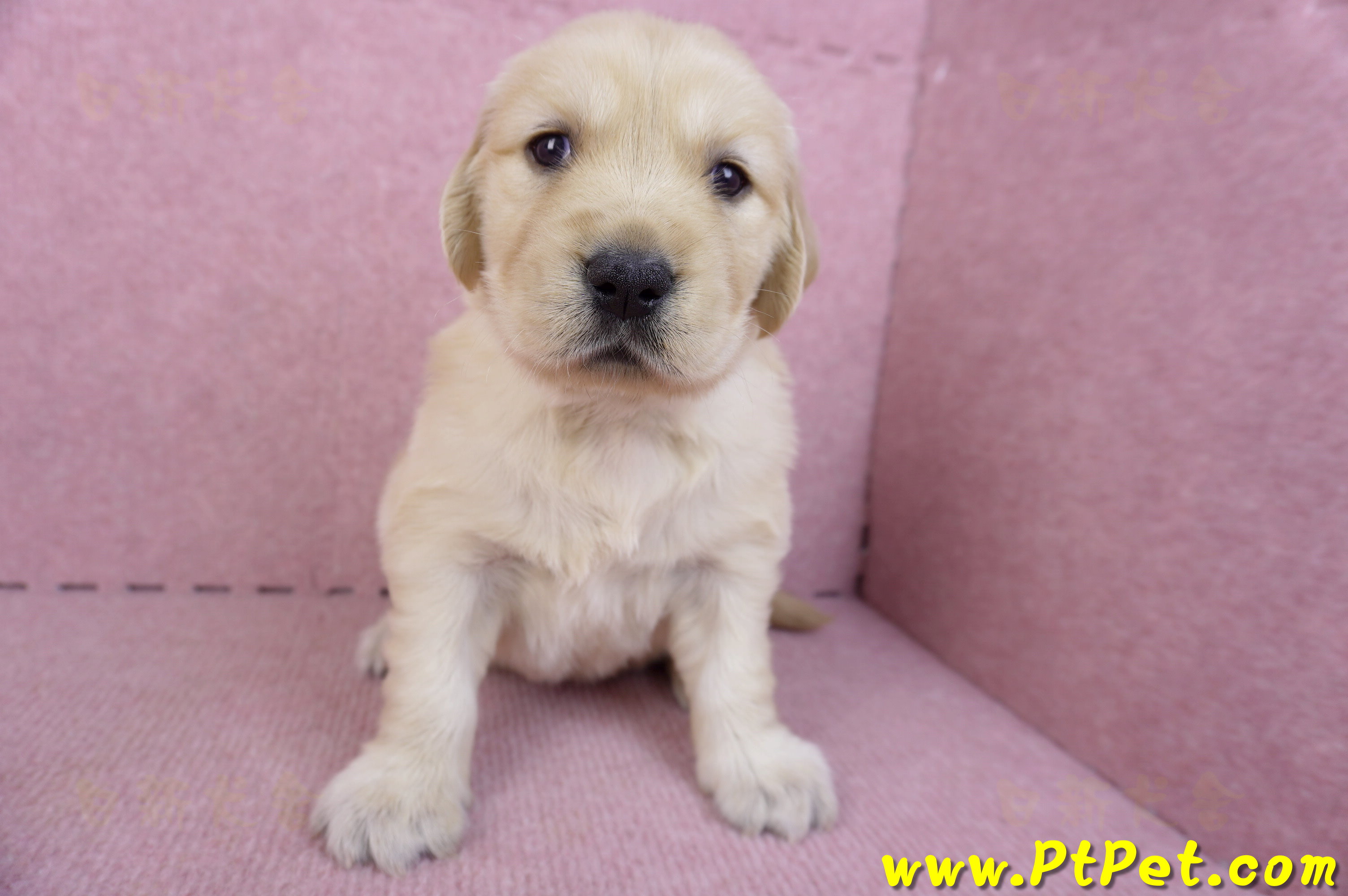 11/14黃金獵犬母幼犬4號(桃園八德)