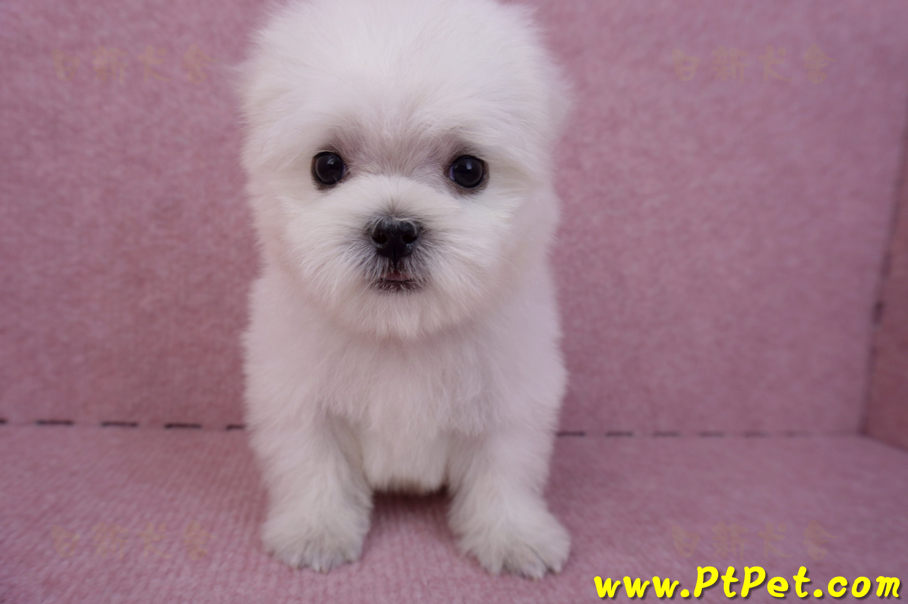 07/26迷你型馬爾濟斯 II 公幼犬1號(台北松山)