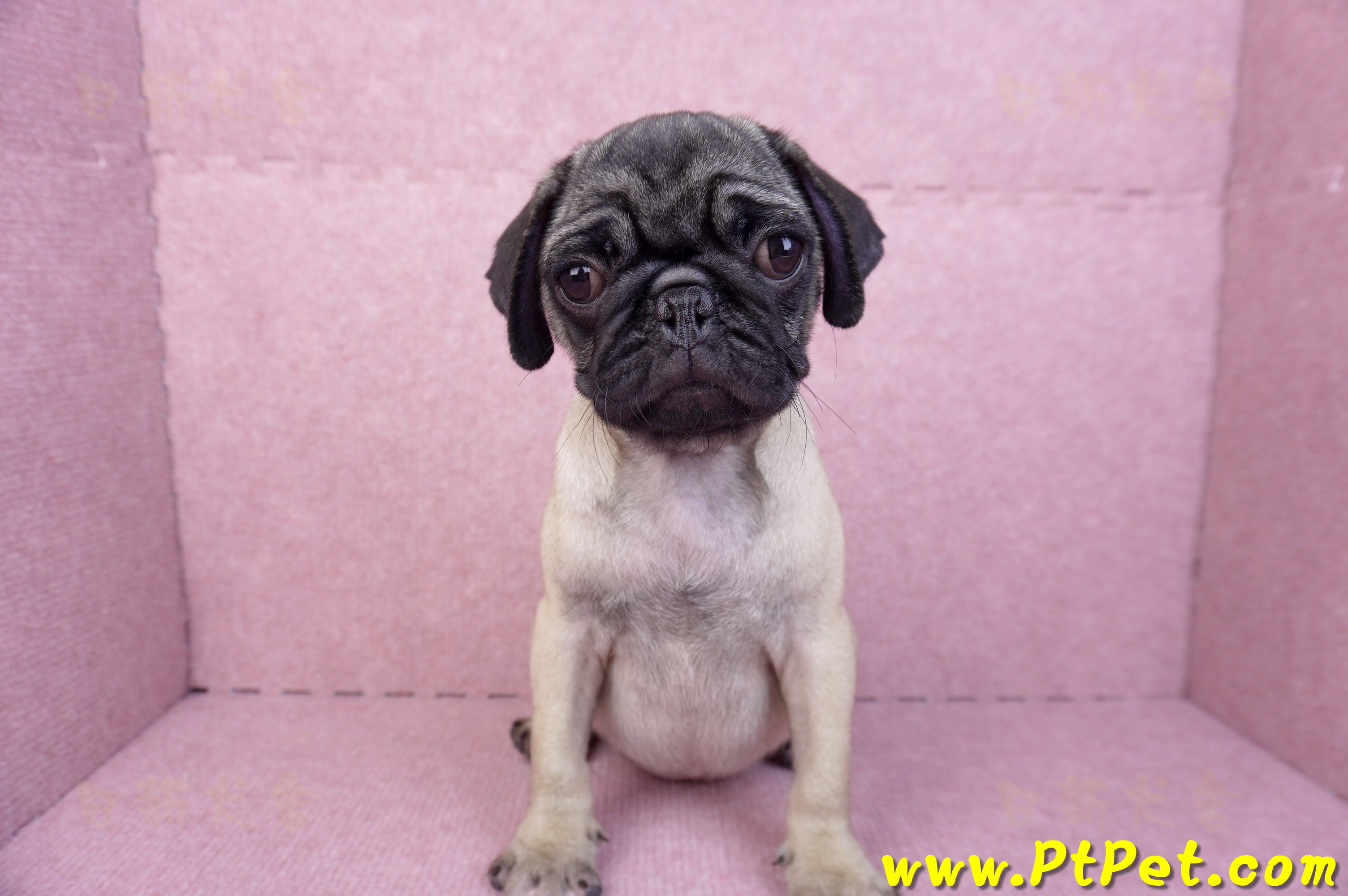 06/23巴哥母幼犬(高雄前鎮)