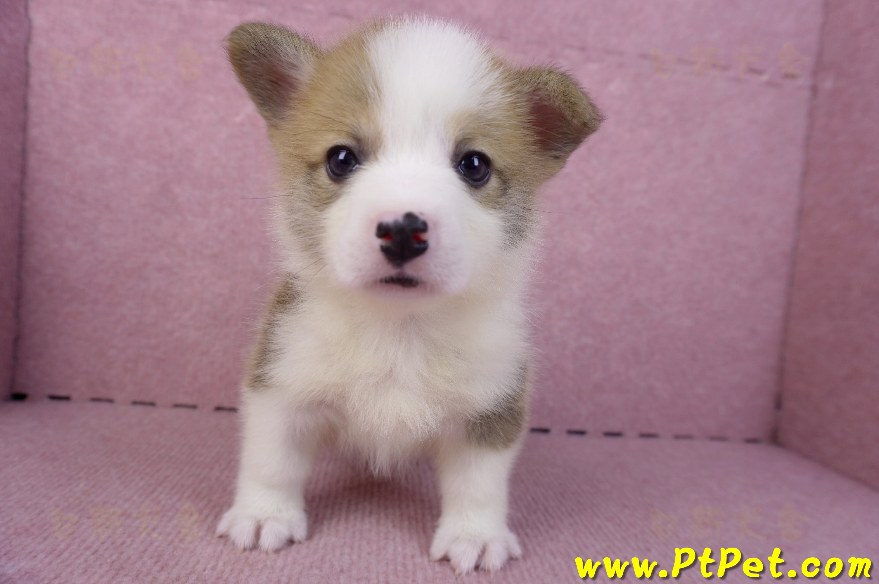 10/13雙色柯基犬母幼犬1號